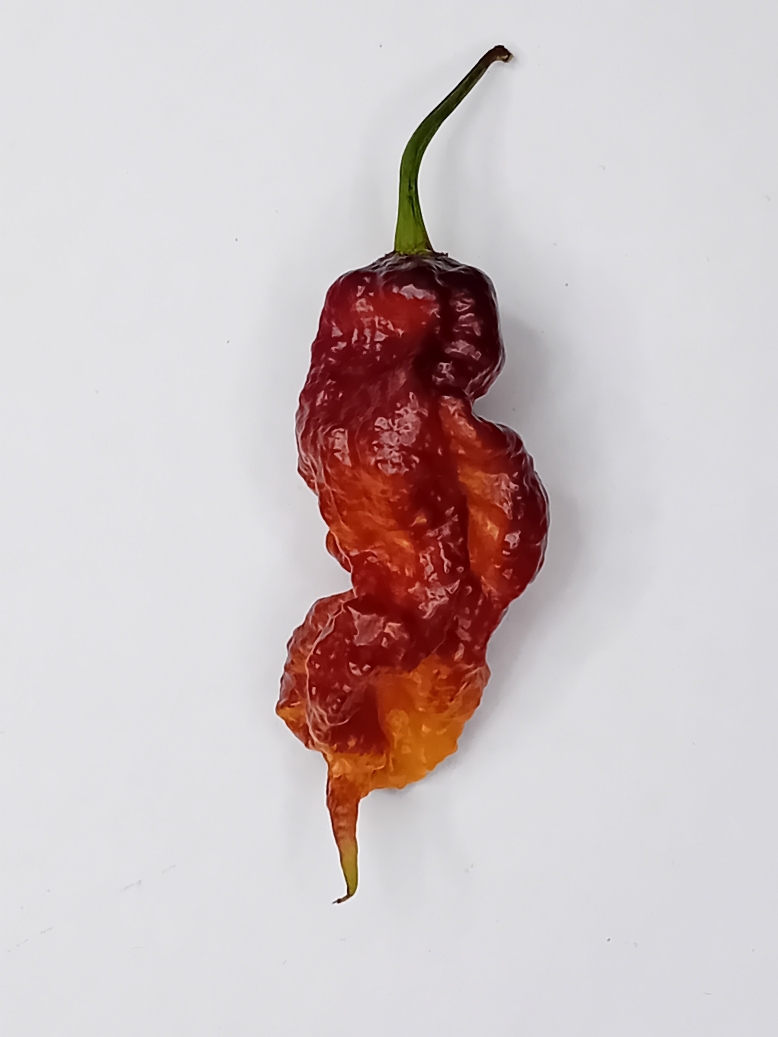 Seminţe Ardei - Purple Reaper x Naga Tiger