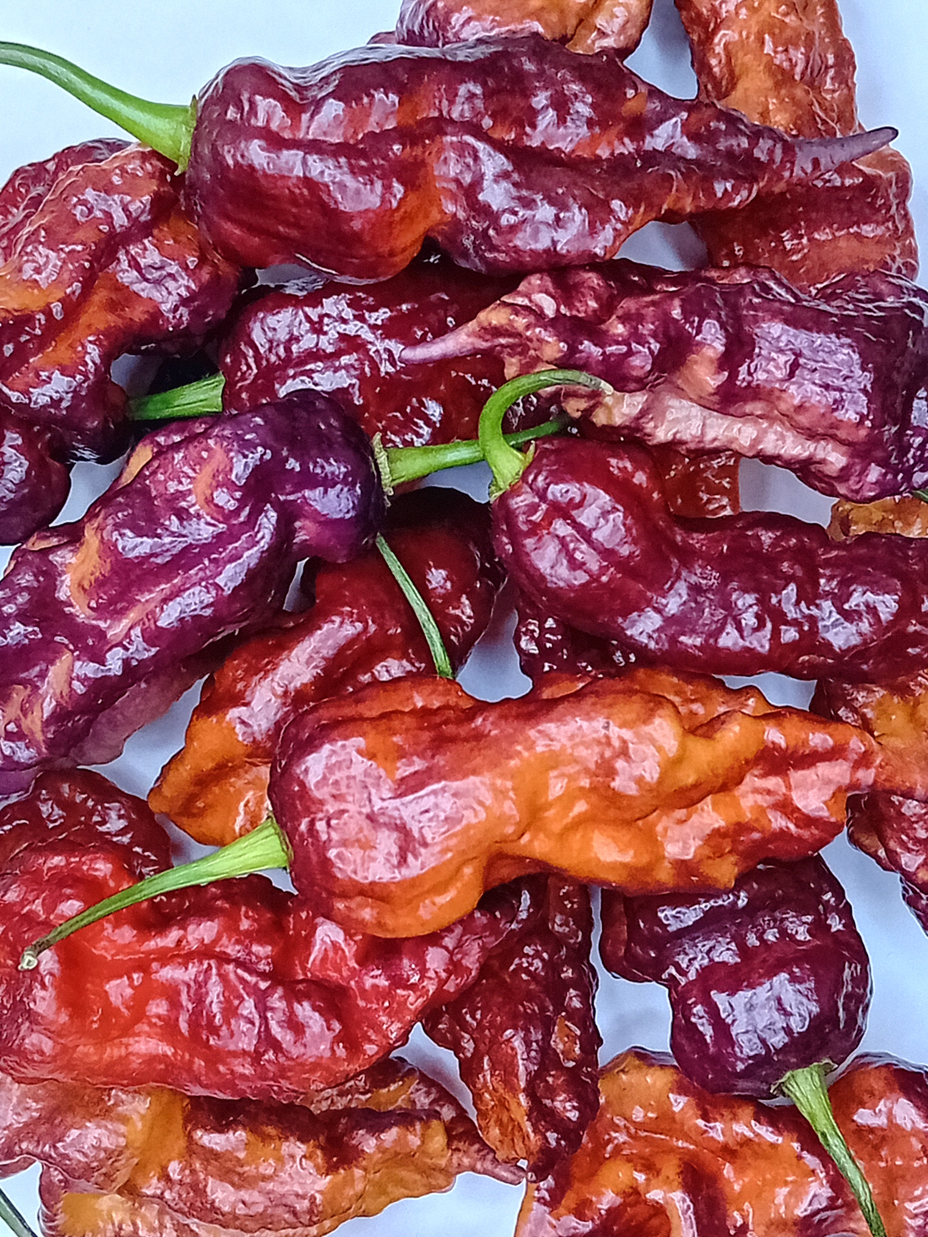 Seminţe Ardei - Purple Reaper x Naga Tiger