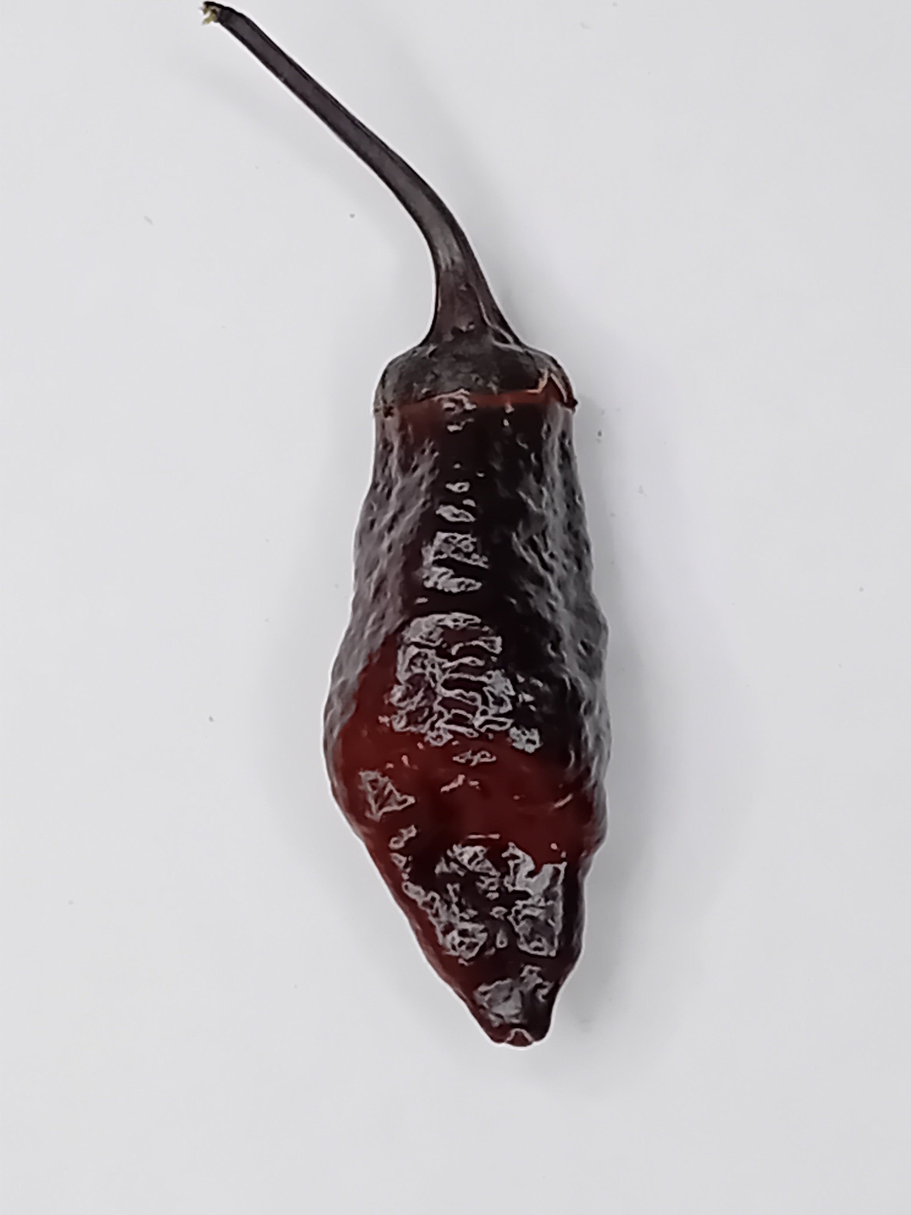 Seminţe Ardei - Purple Thundergum