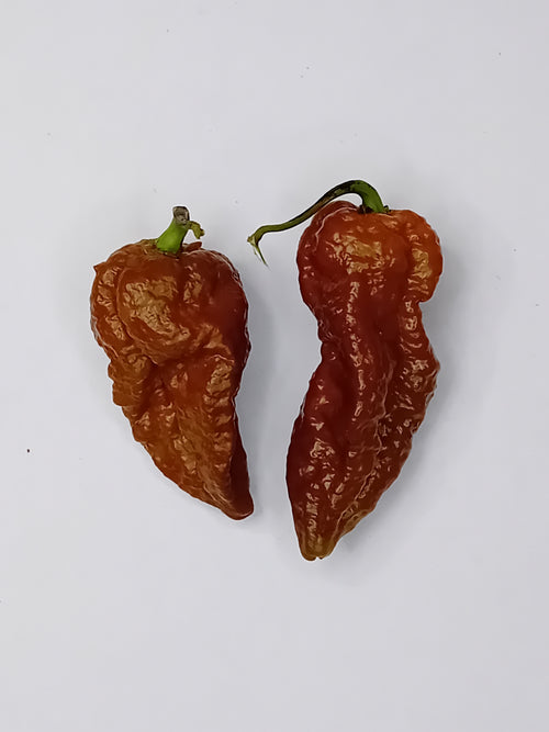 Răsad Ardei - 3MSHU Red