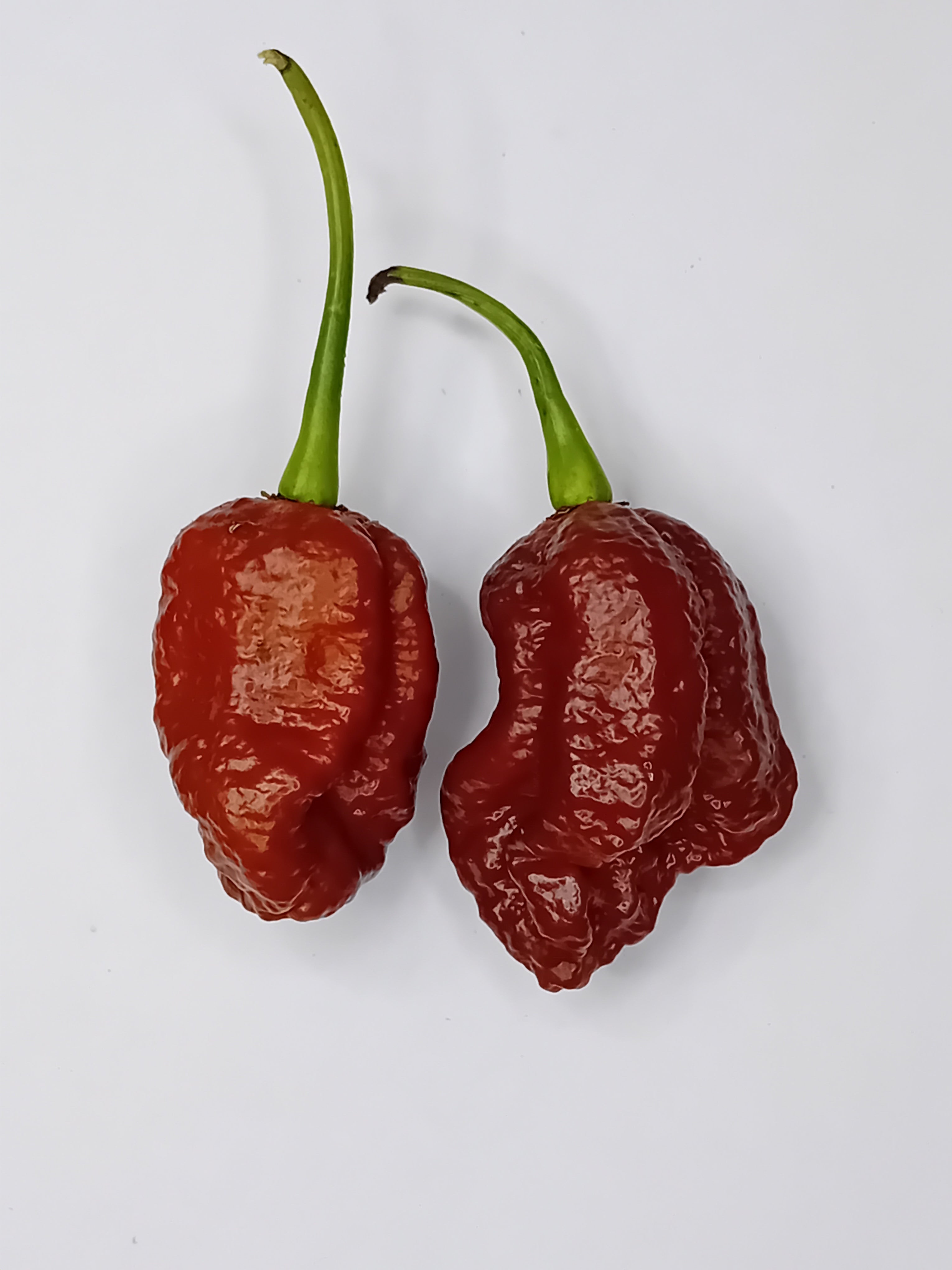 Răsad Ardei - Death Spiral x Amnesia