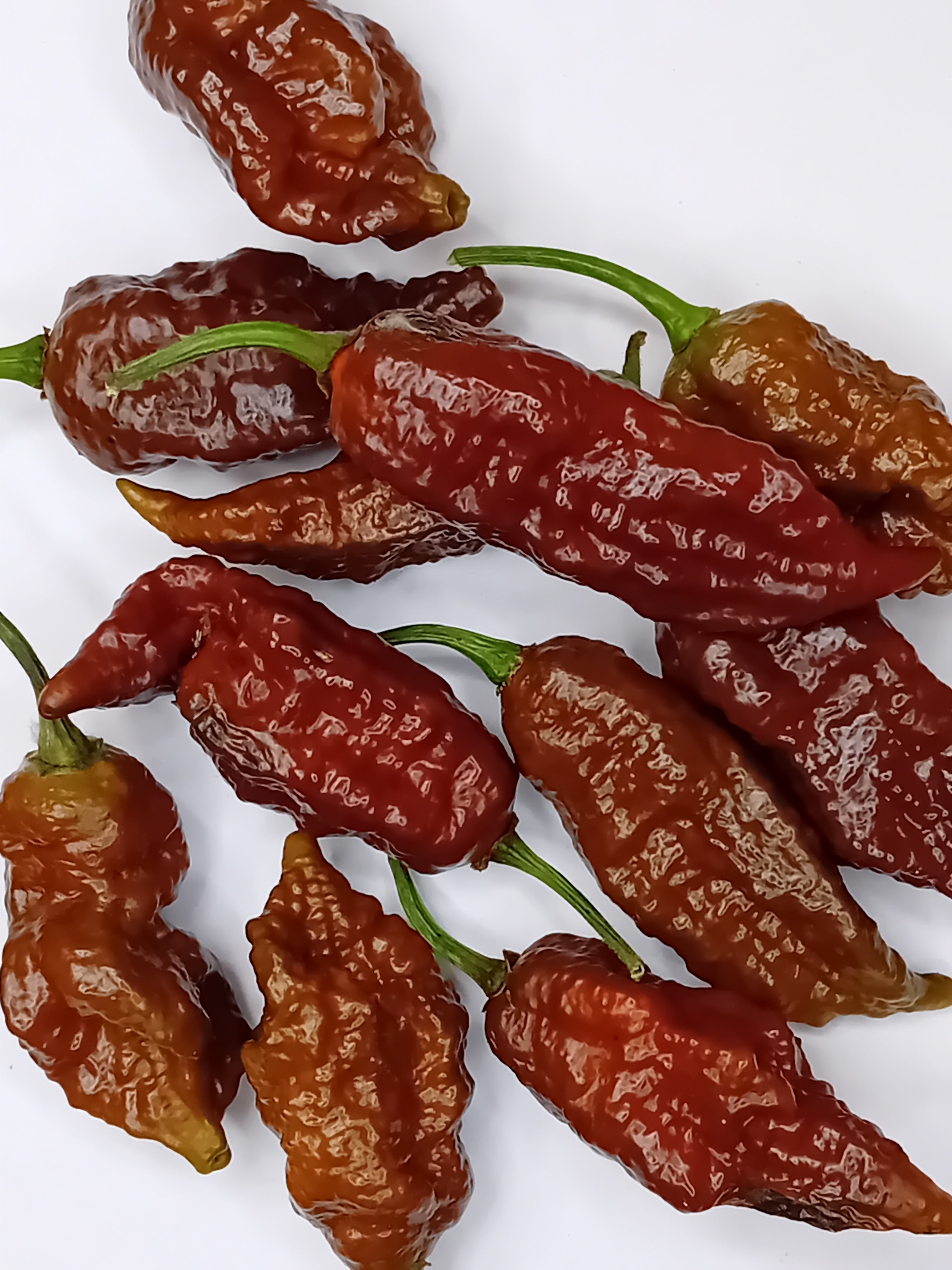 Răsad Ardei - 7 Pot BBG x Death Spiral