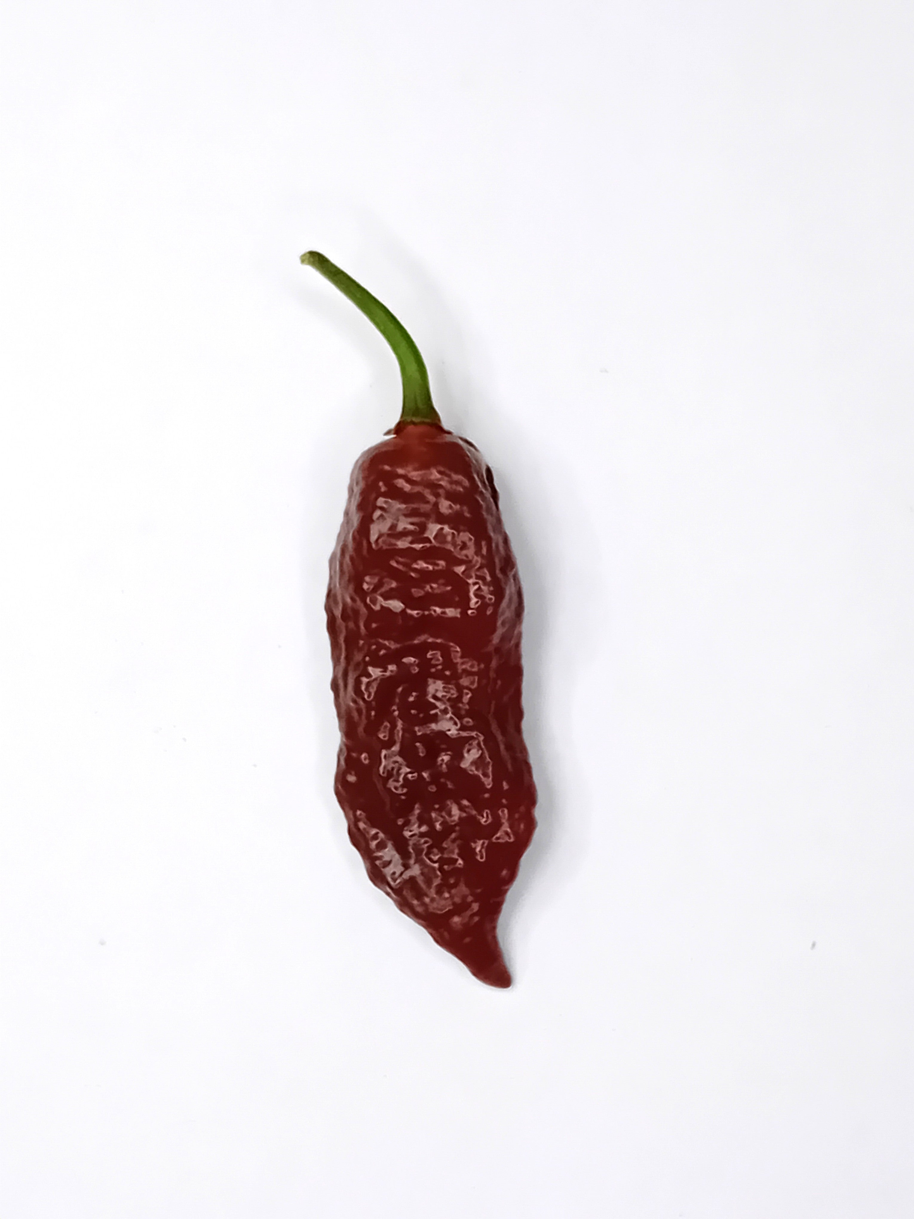 Răsad Ardei - 7 Pot BBG x Death Spiral