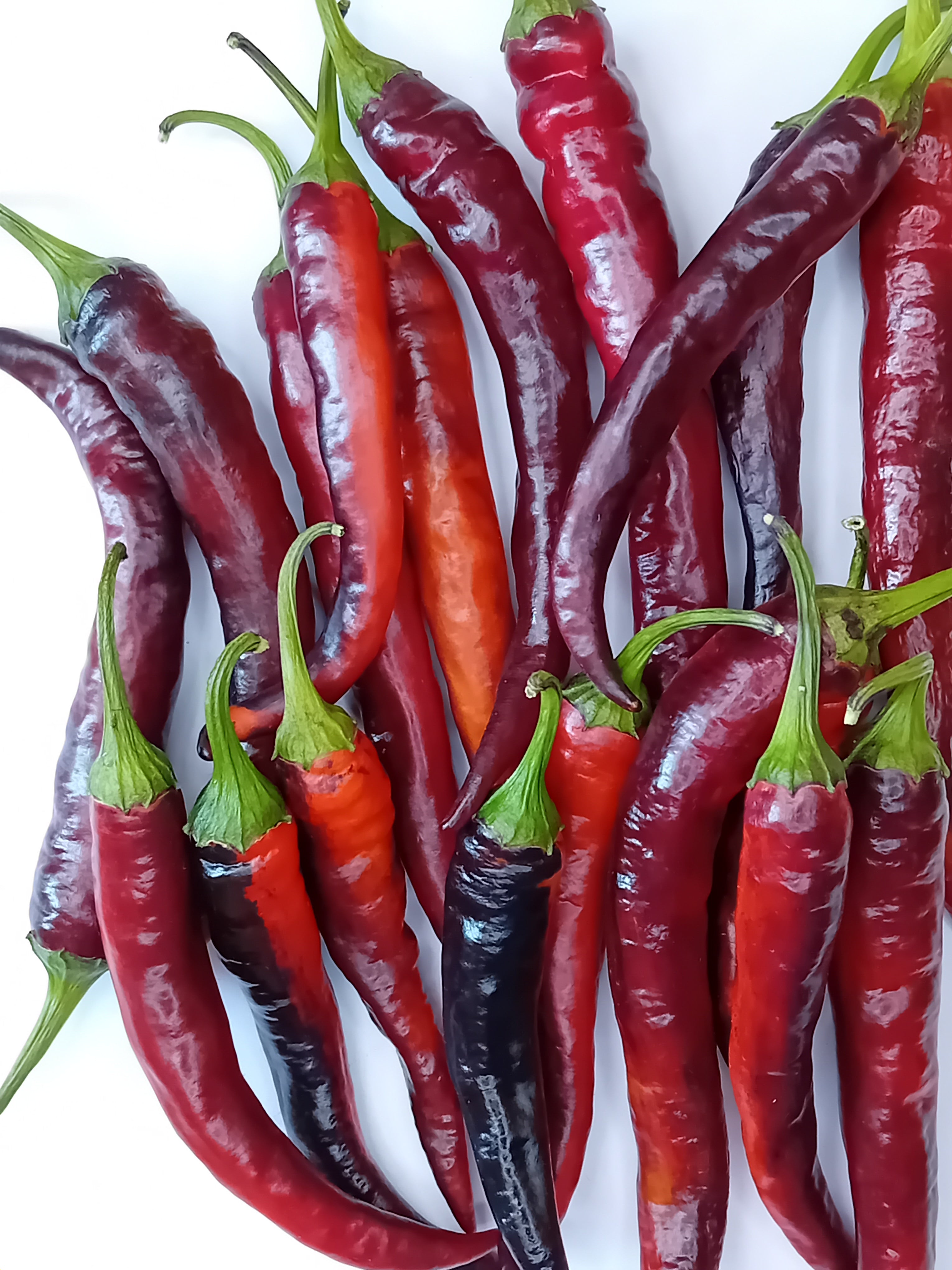 Răsad Ardei - Black Prince