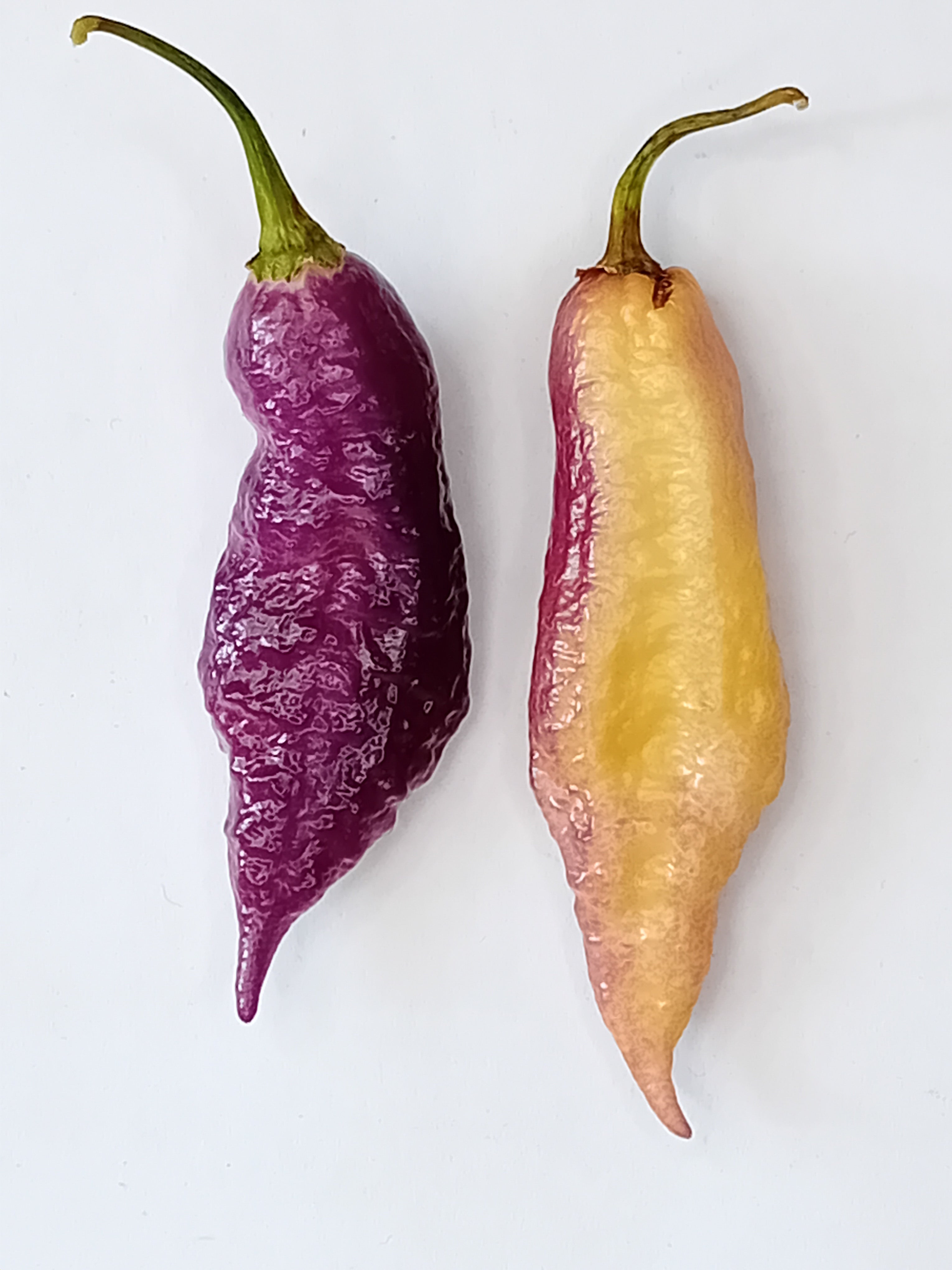 Seminţe Ardei - Taj Mahal Pink Peach