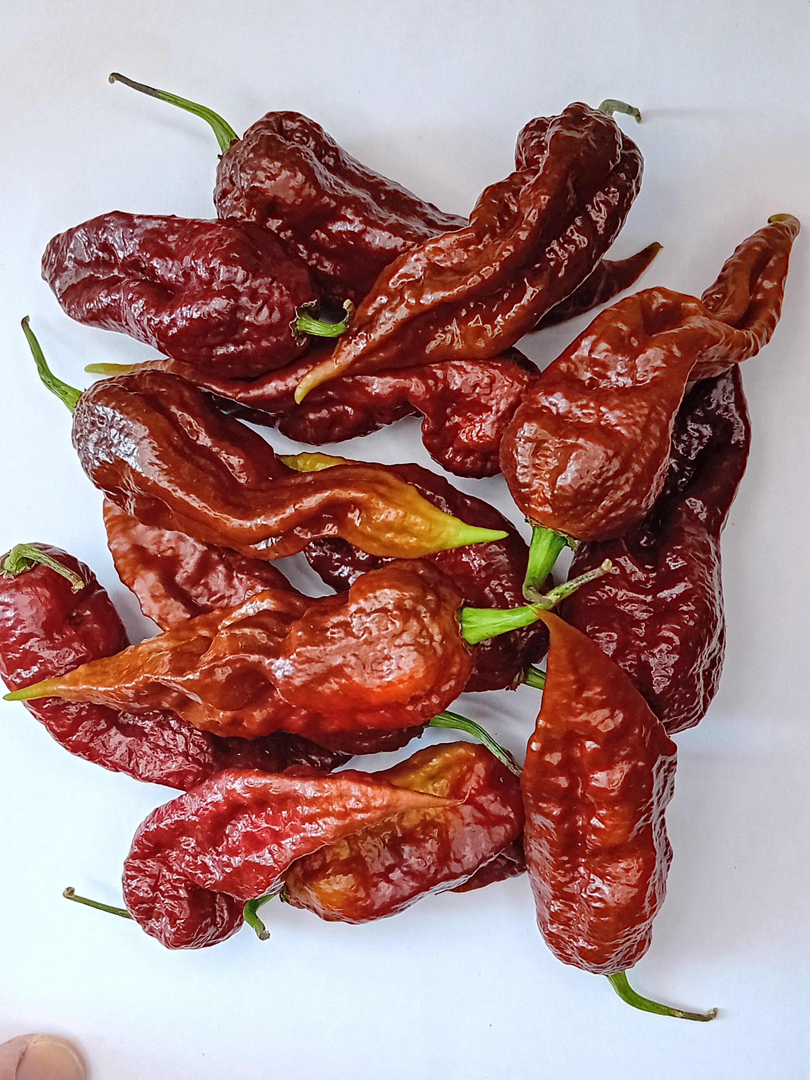 Seminţe Ardei - Tiberius Mauler Chocolate