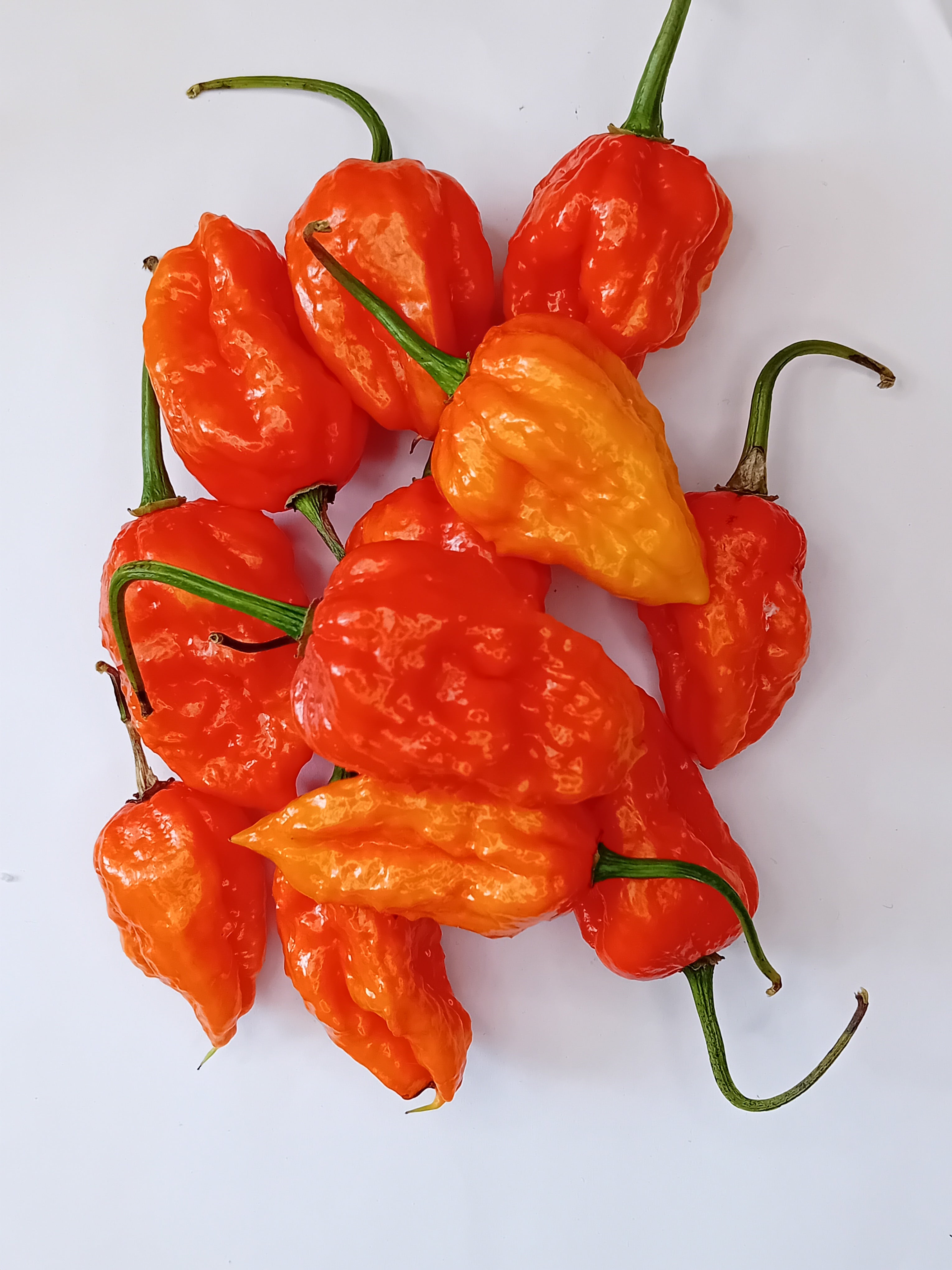 Seminţe Ardei - KS Crimson Starr