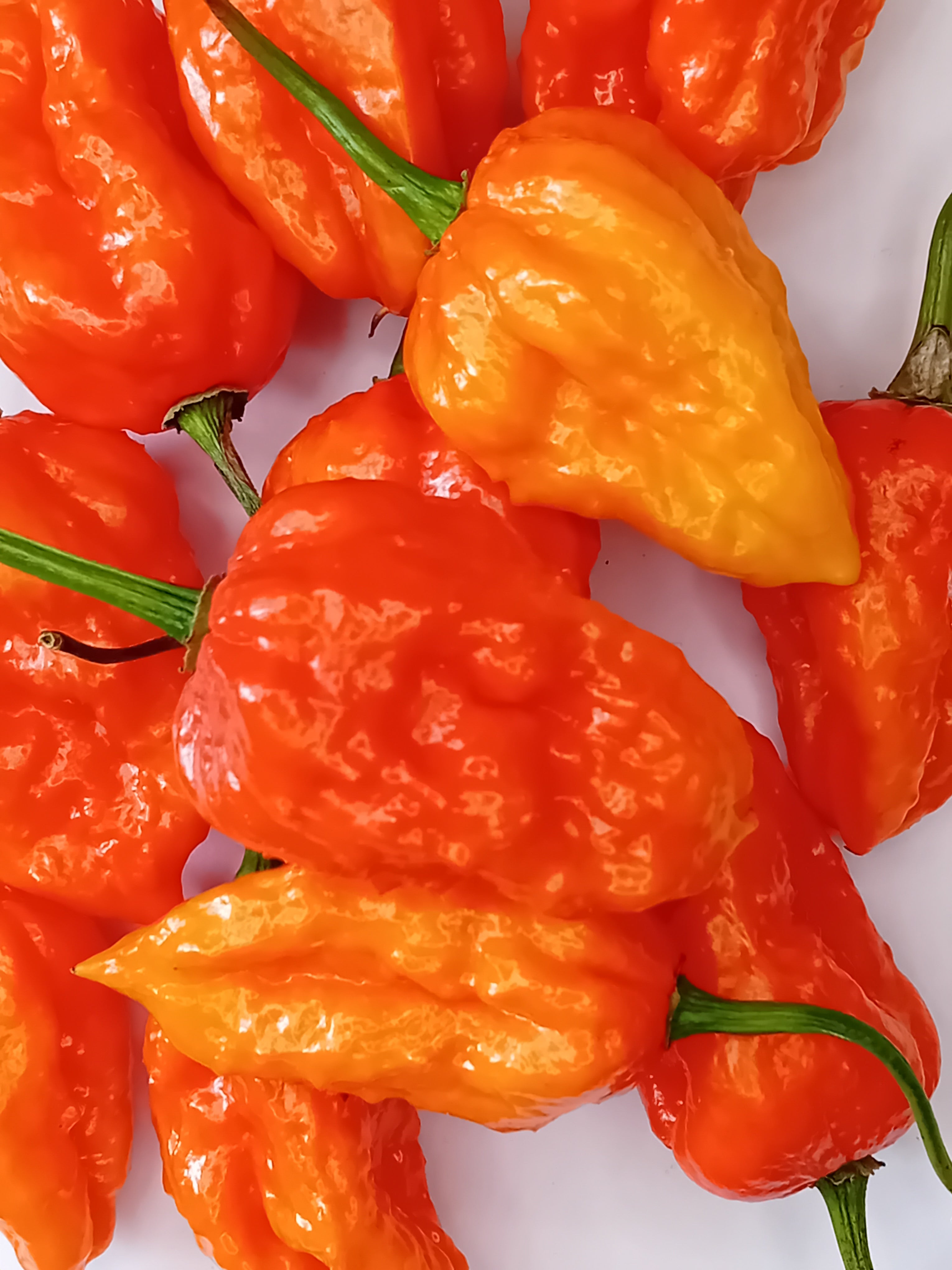 Seminţe Ardei - KS Crimson Starr