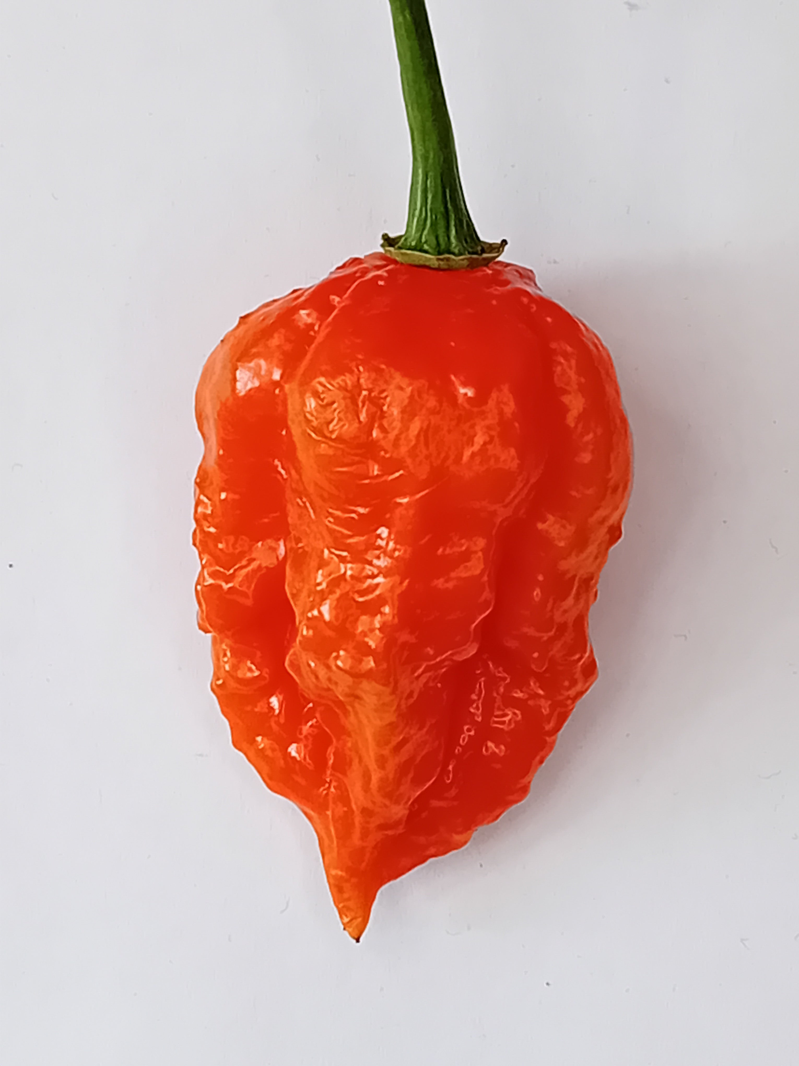 Seminţe Ardei - KS Crimson Starr