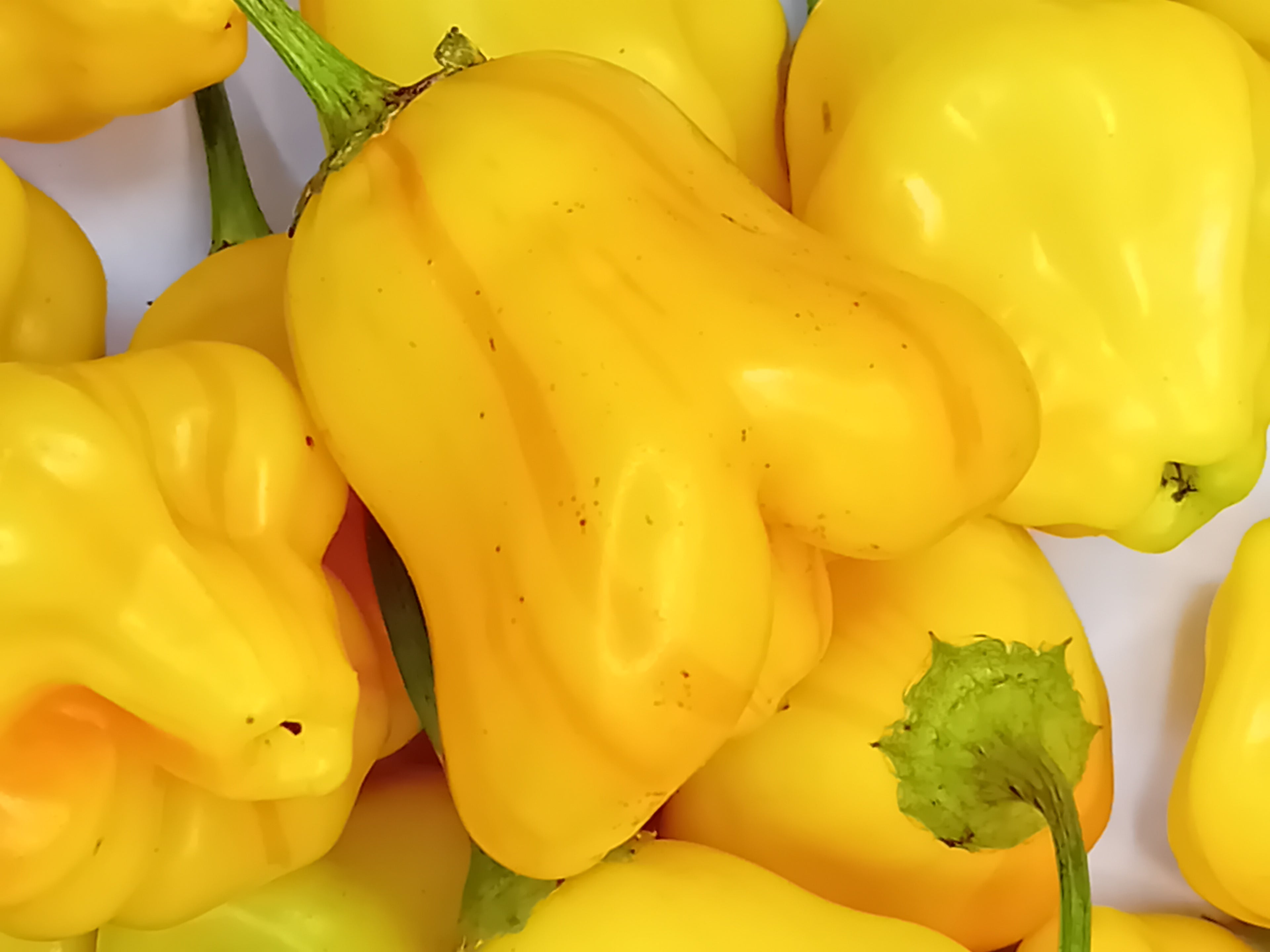 Seminţe Ardei - Tangerine Tiger