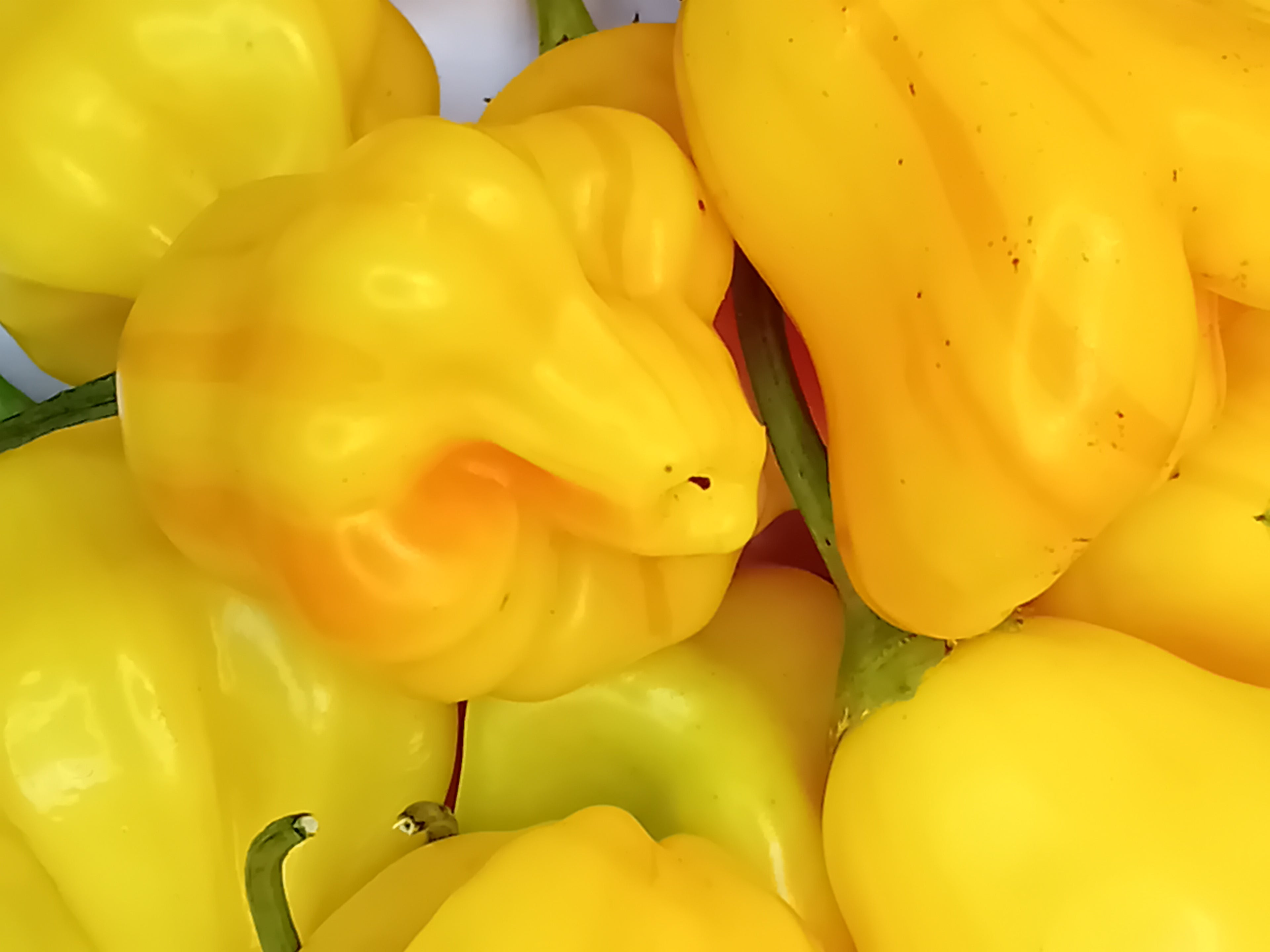 Seminţe Ardei - Tangerine Tiger