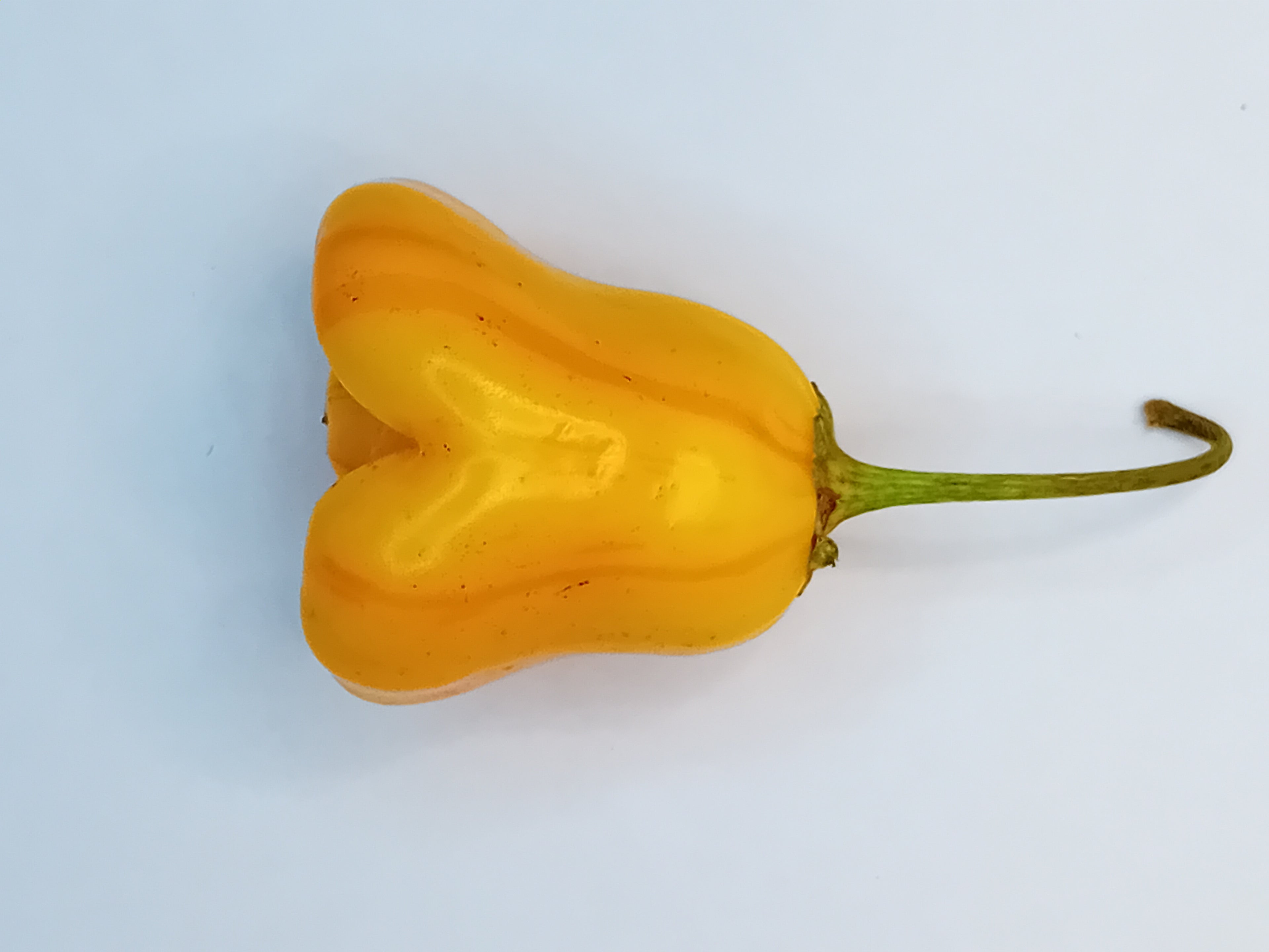 Seminţe Ardei - Tangerine Tiger