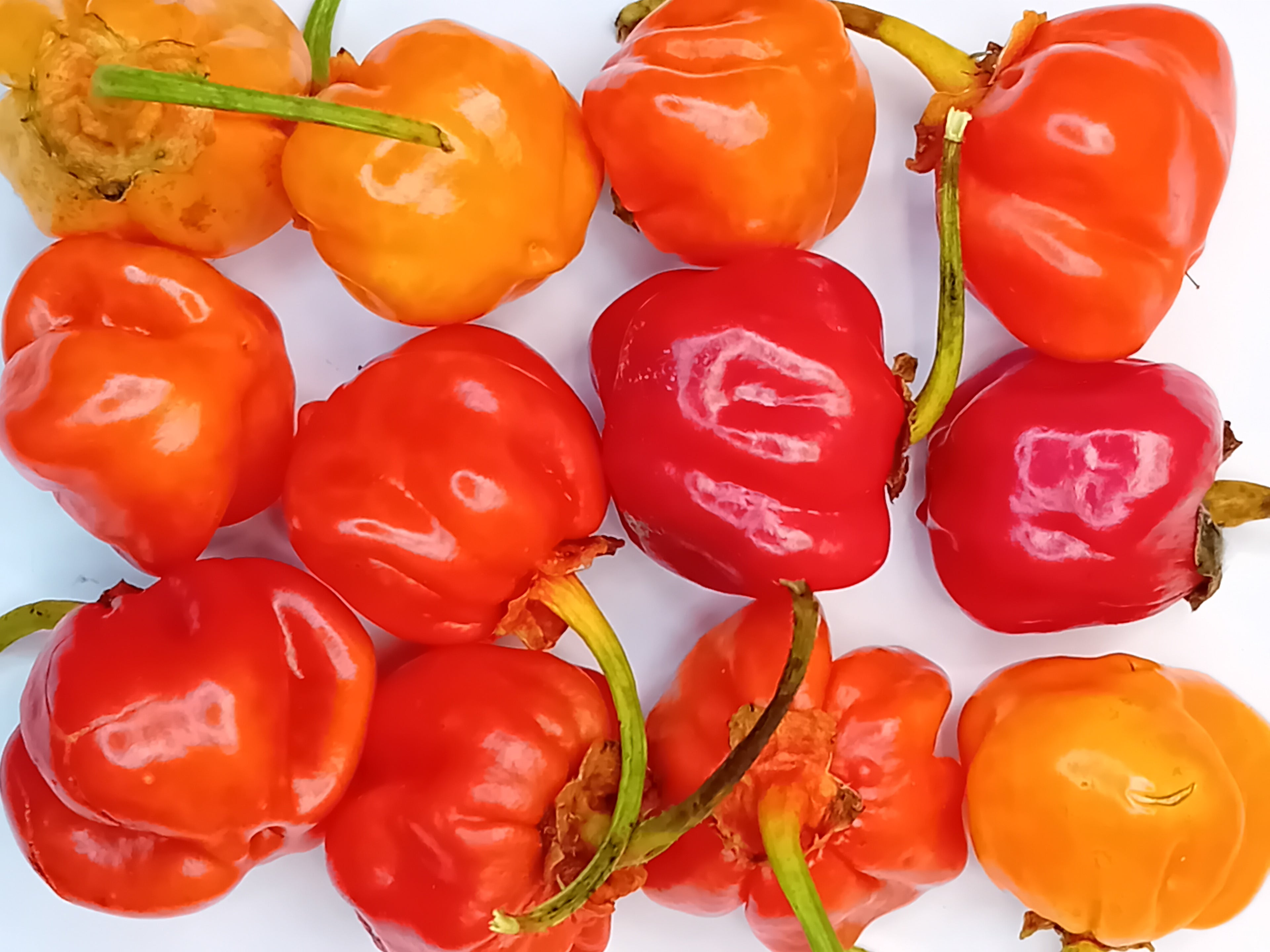 Seminţe Ardei - KS Starracha Bleeding