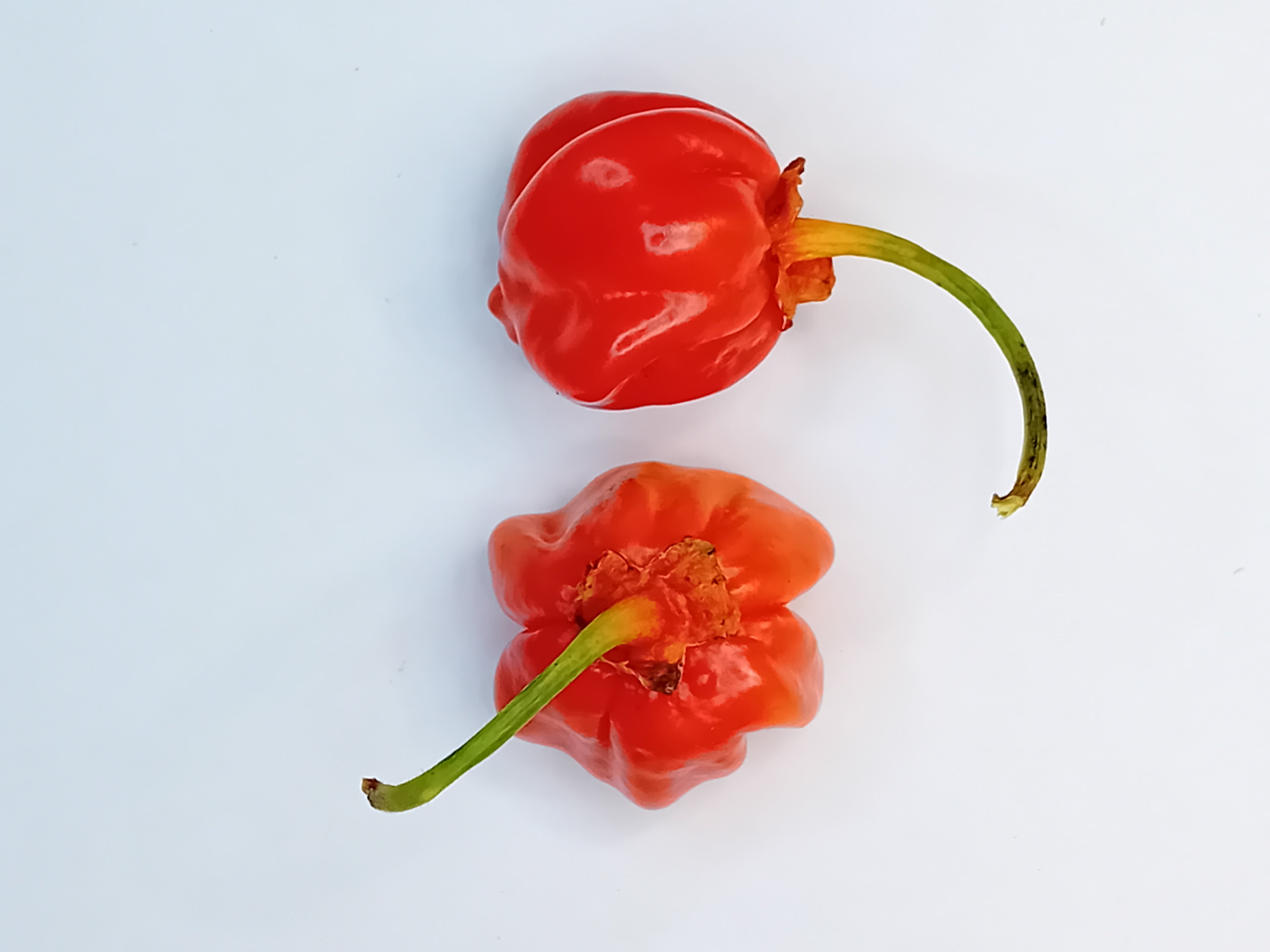 Seminţe Ardei - KS Starracha Bleeding