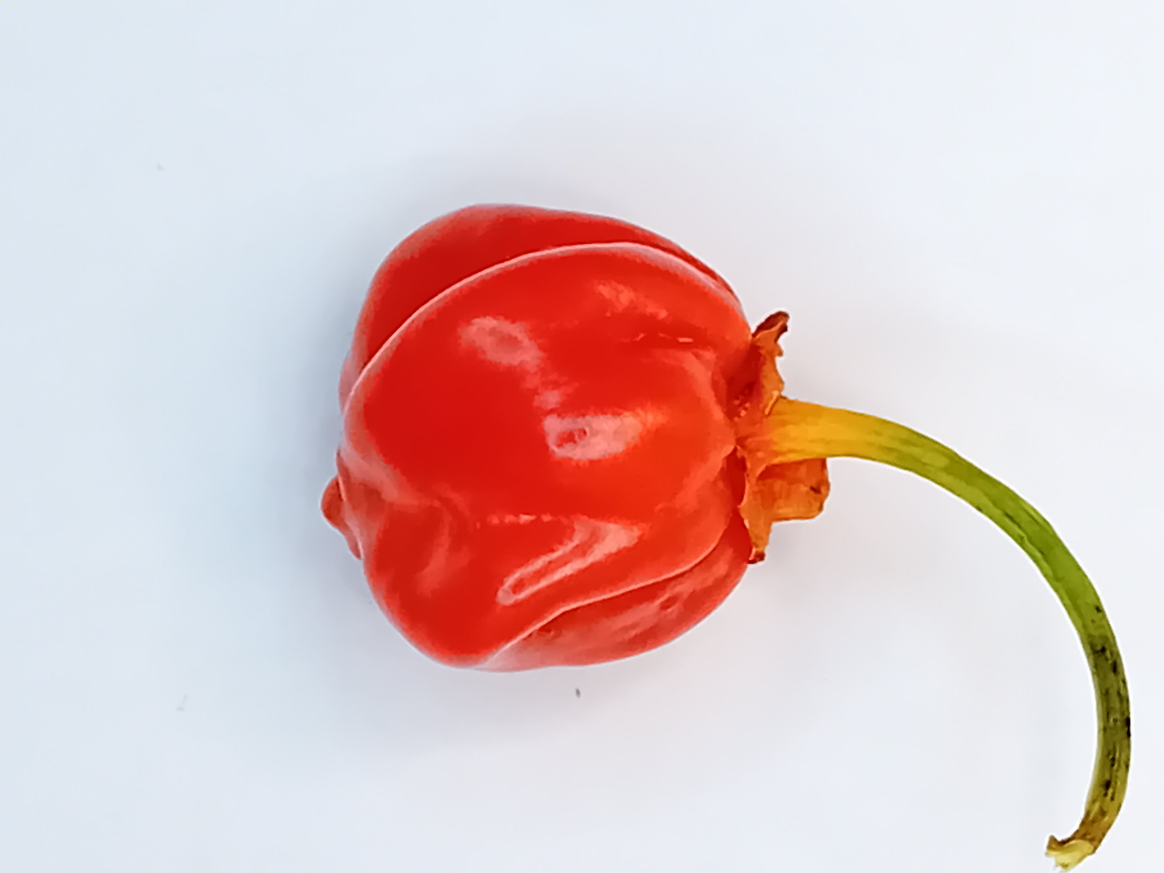 Seminţe Ardei - KS Starracha Bleeding