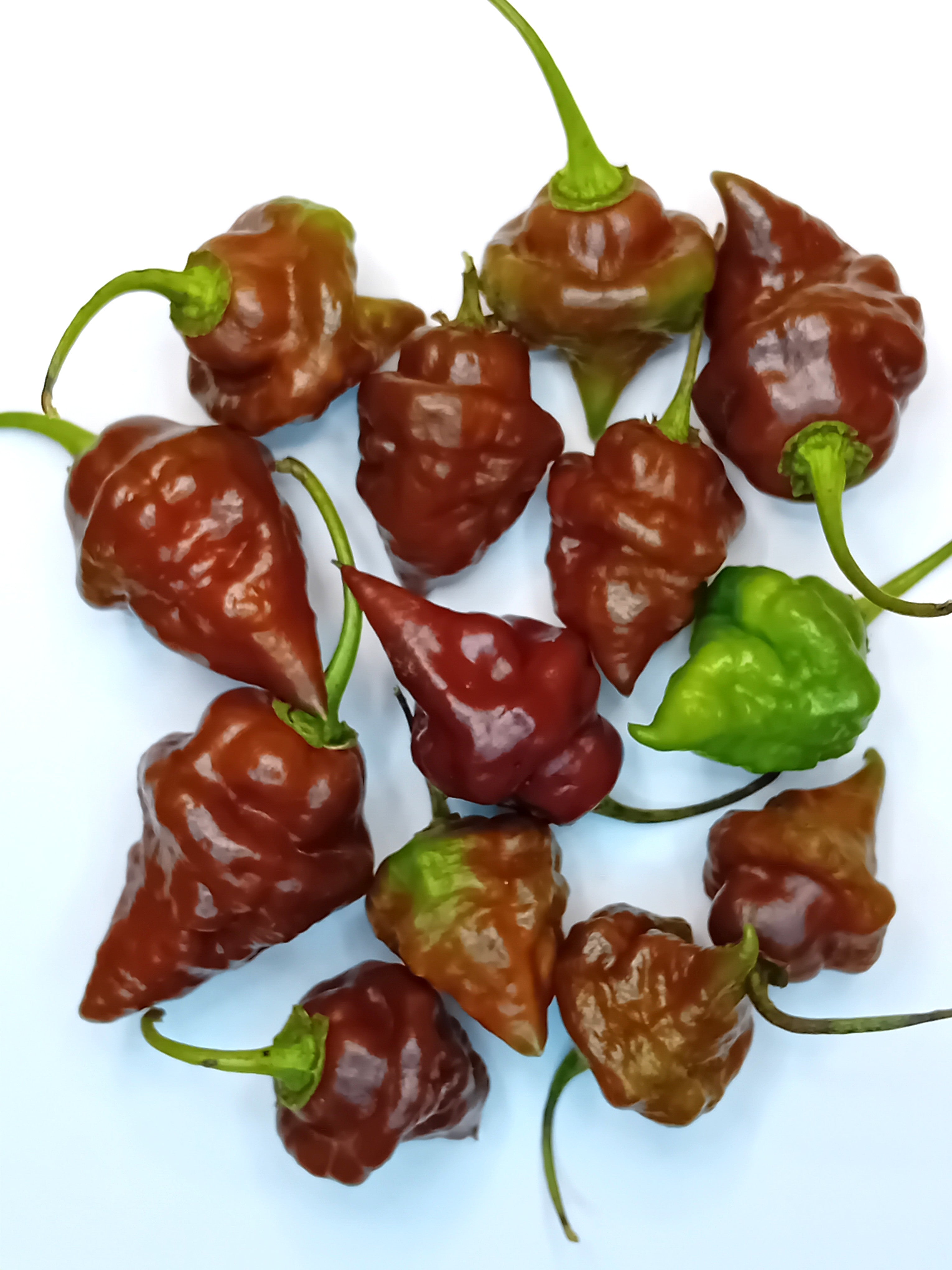 Răsad Ardei - Chocolate Hand Grenade