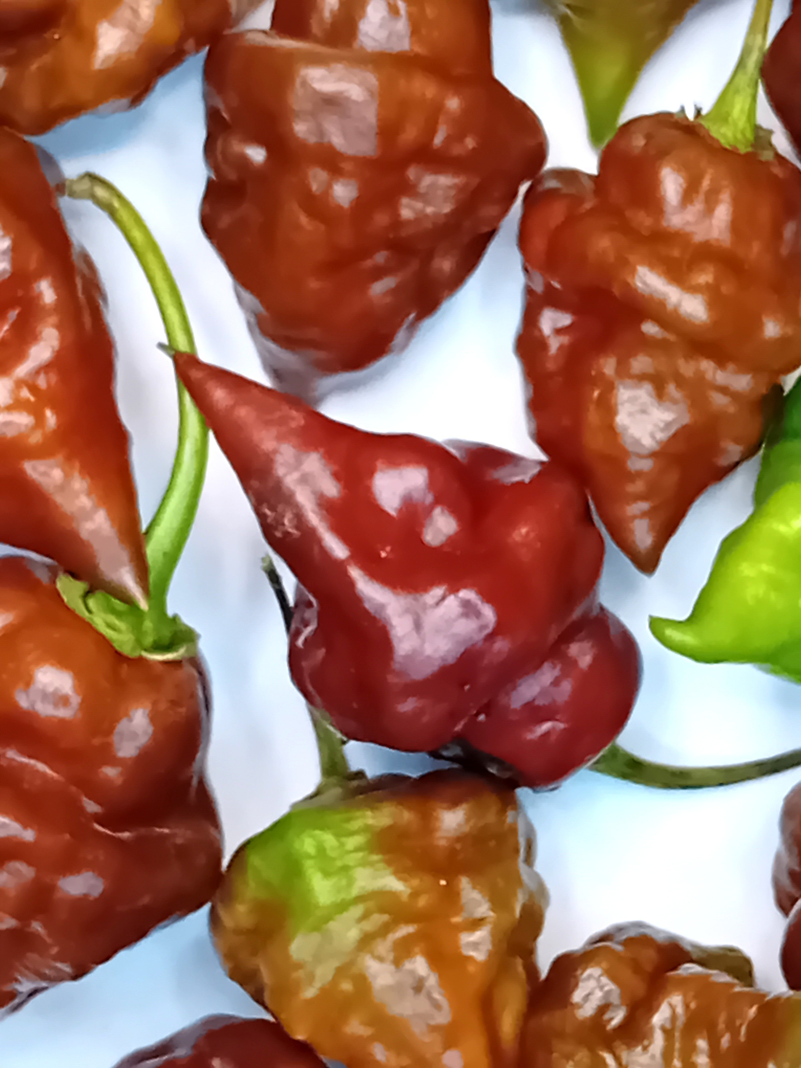 Răsad Ardei - Chocolate Hand Grenade