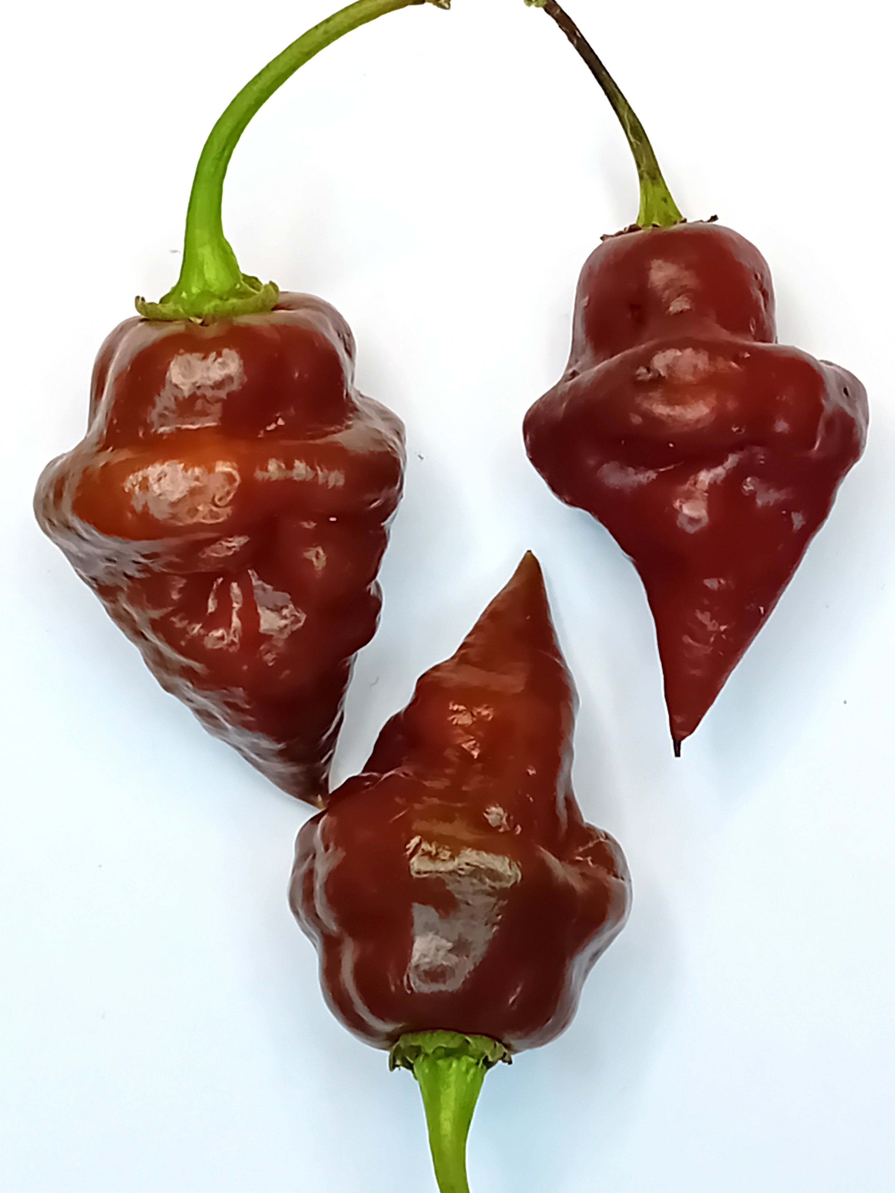 Răsad Ardei - Chocolate Hand Grenade