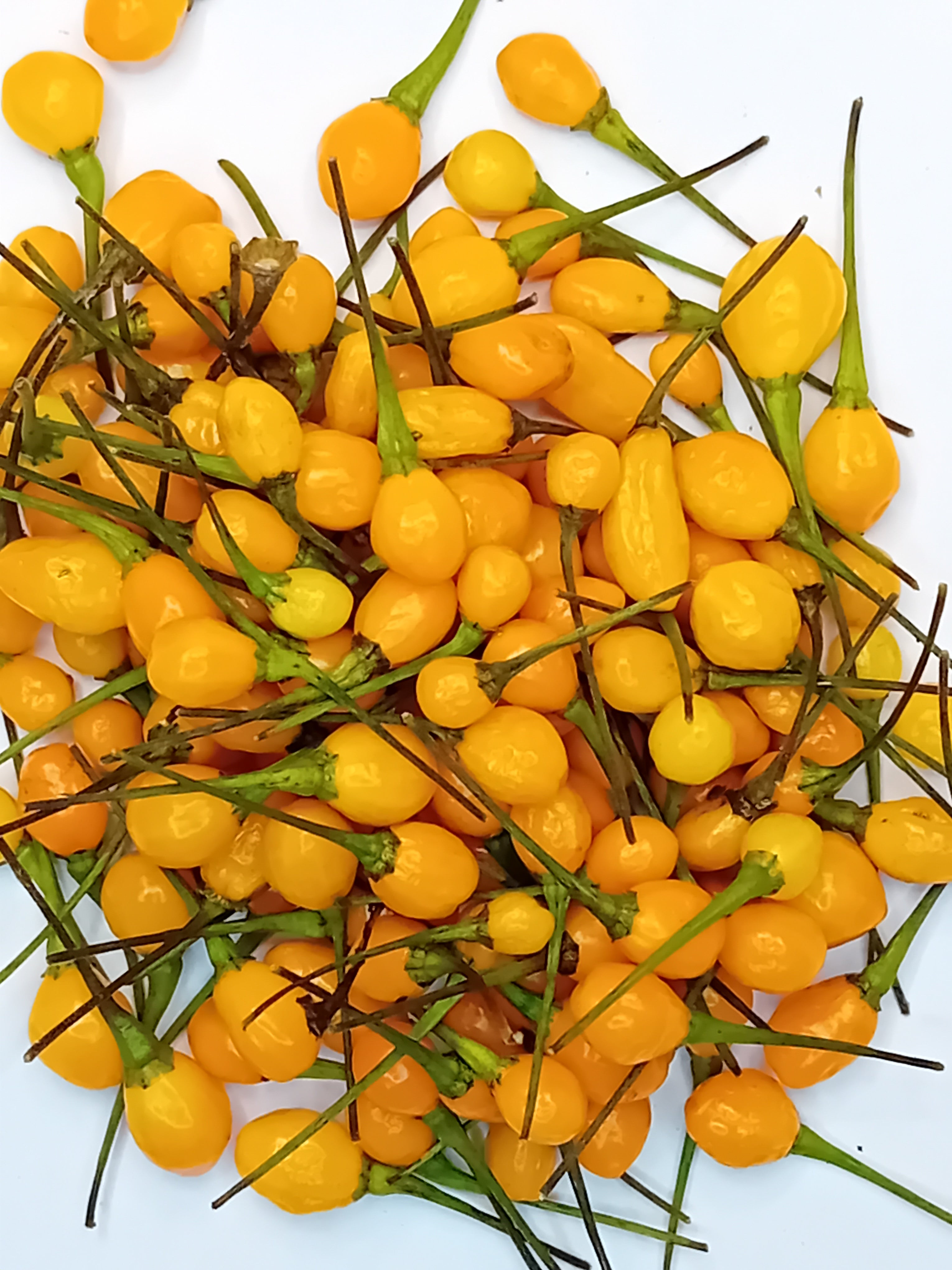 Răsad Ardei - Charapon