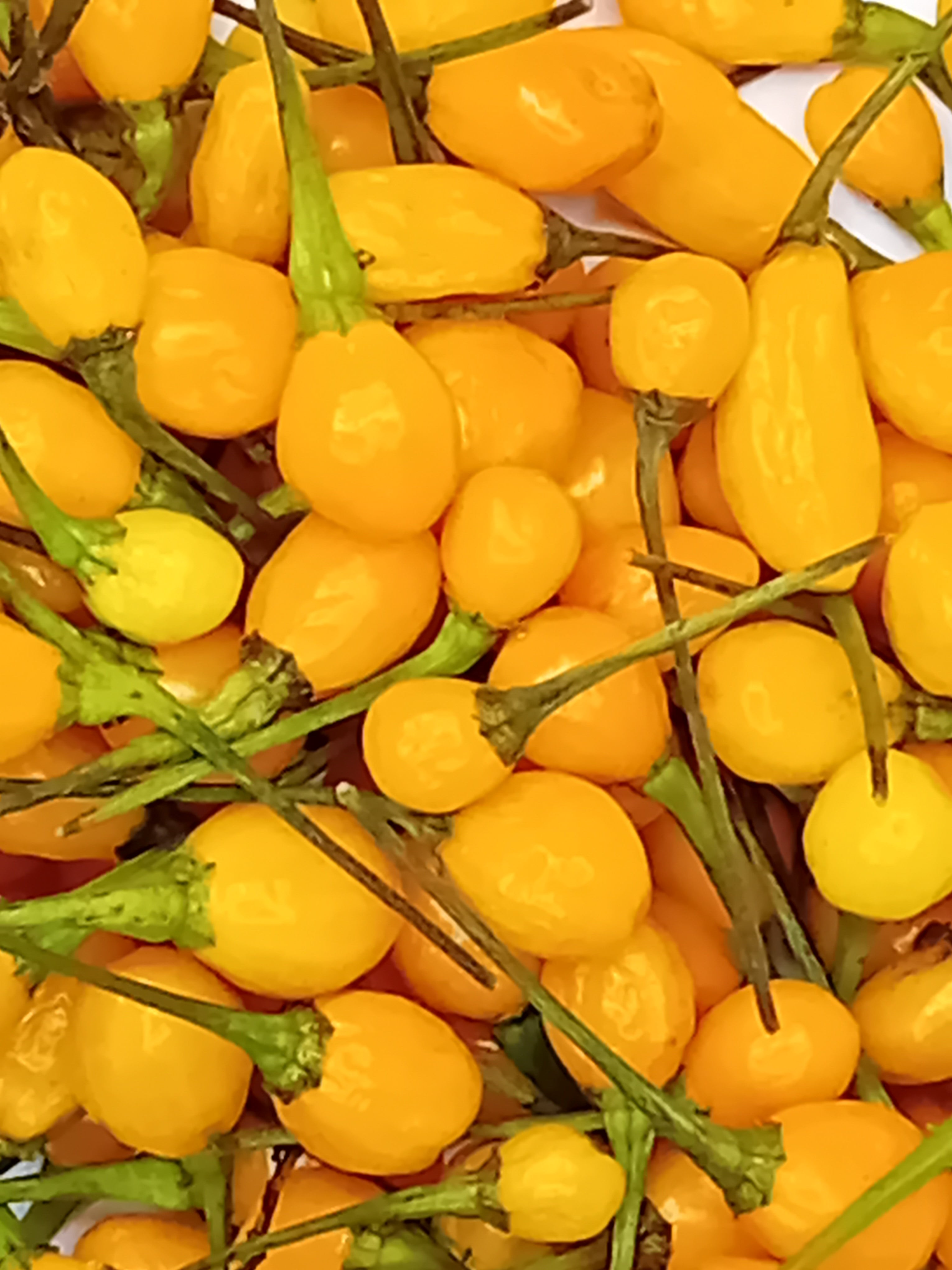 Răsad Ardei - Charapon