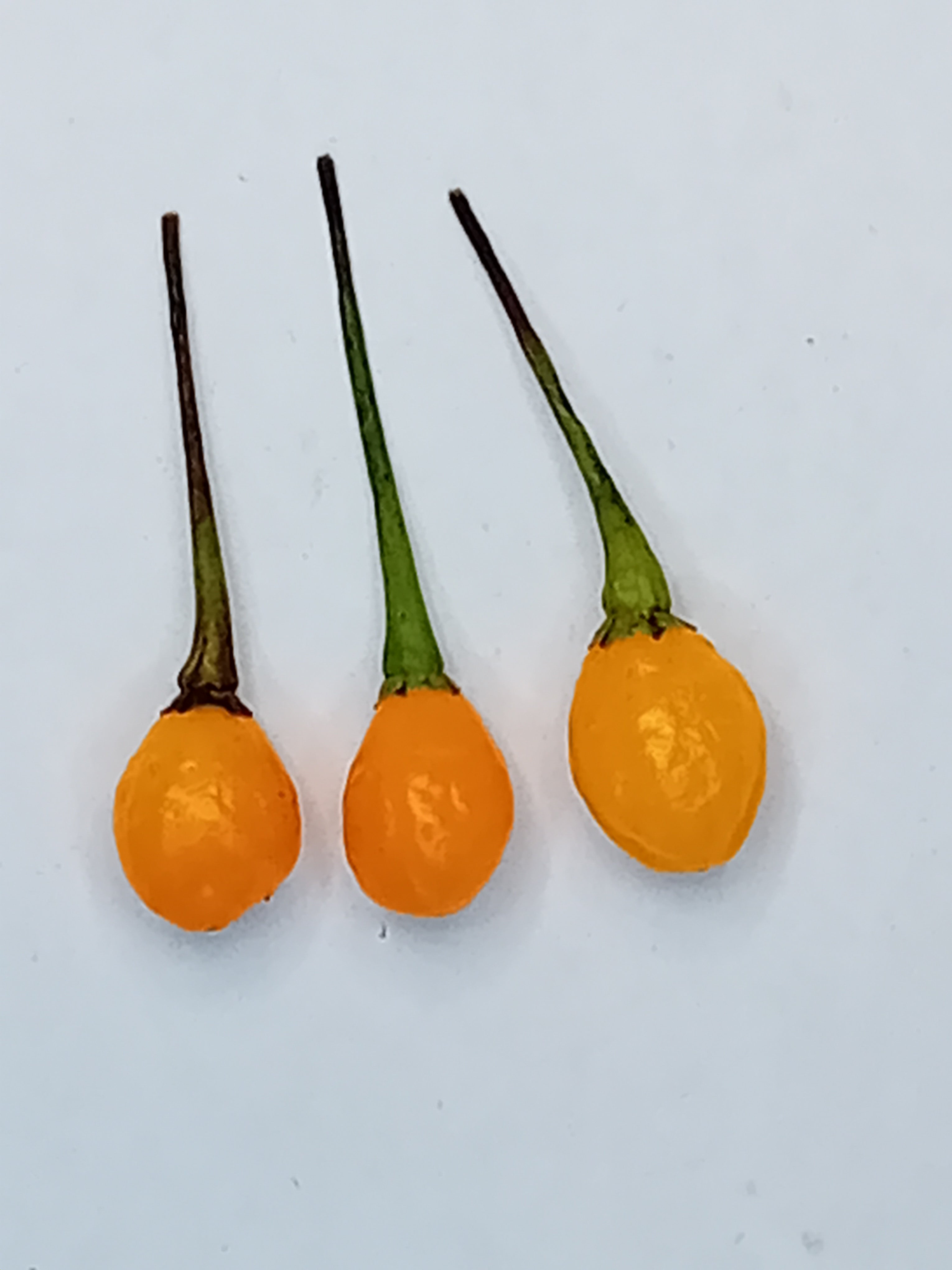 Răsad Ardei - Charapon