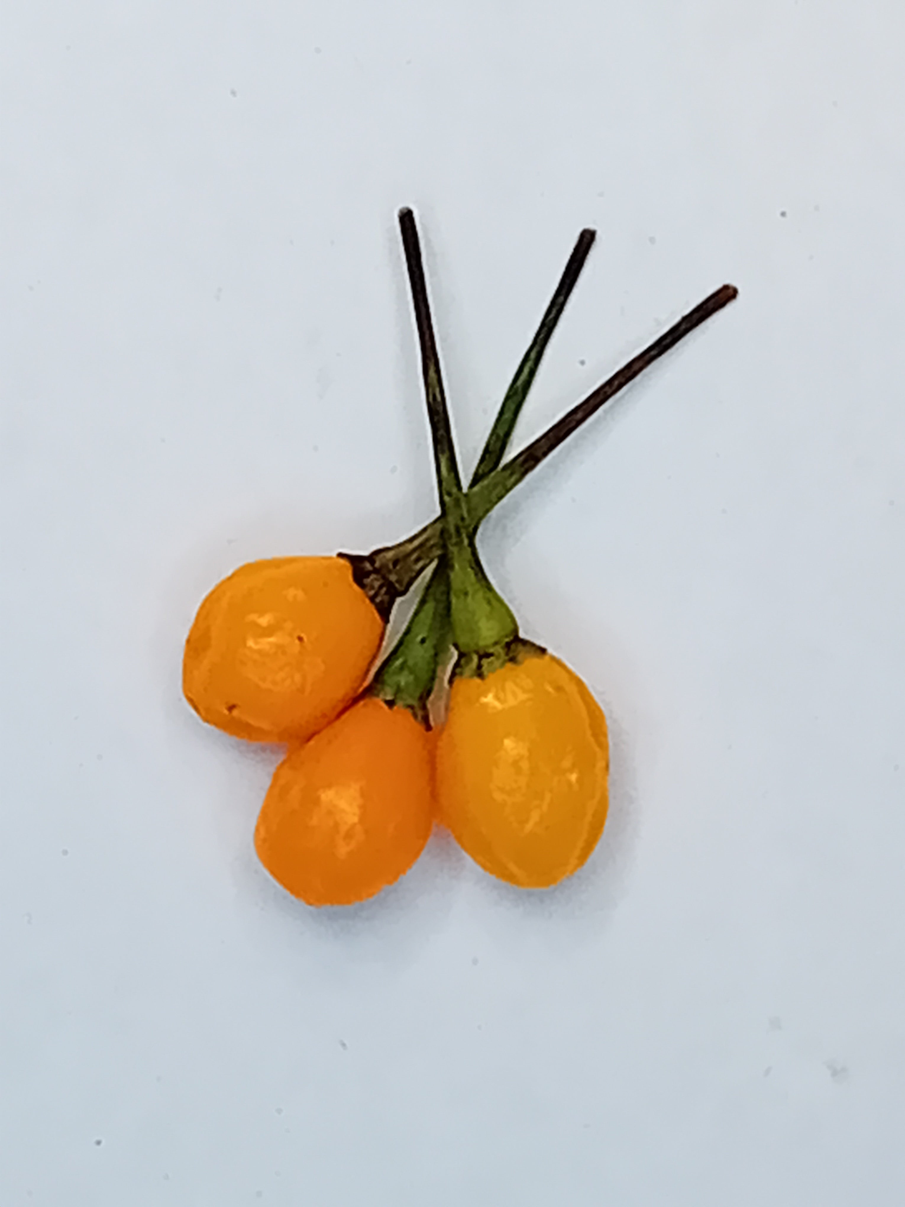 Răsad Ardei - Charapon