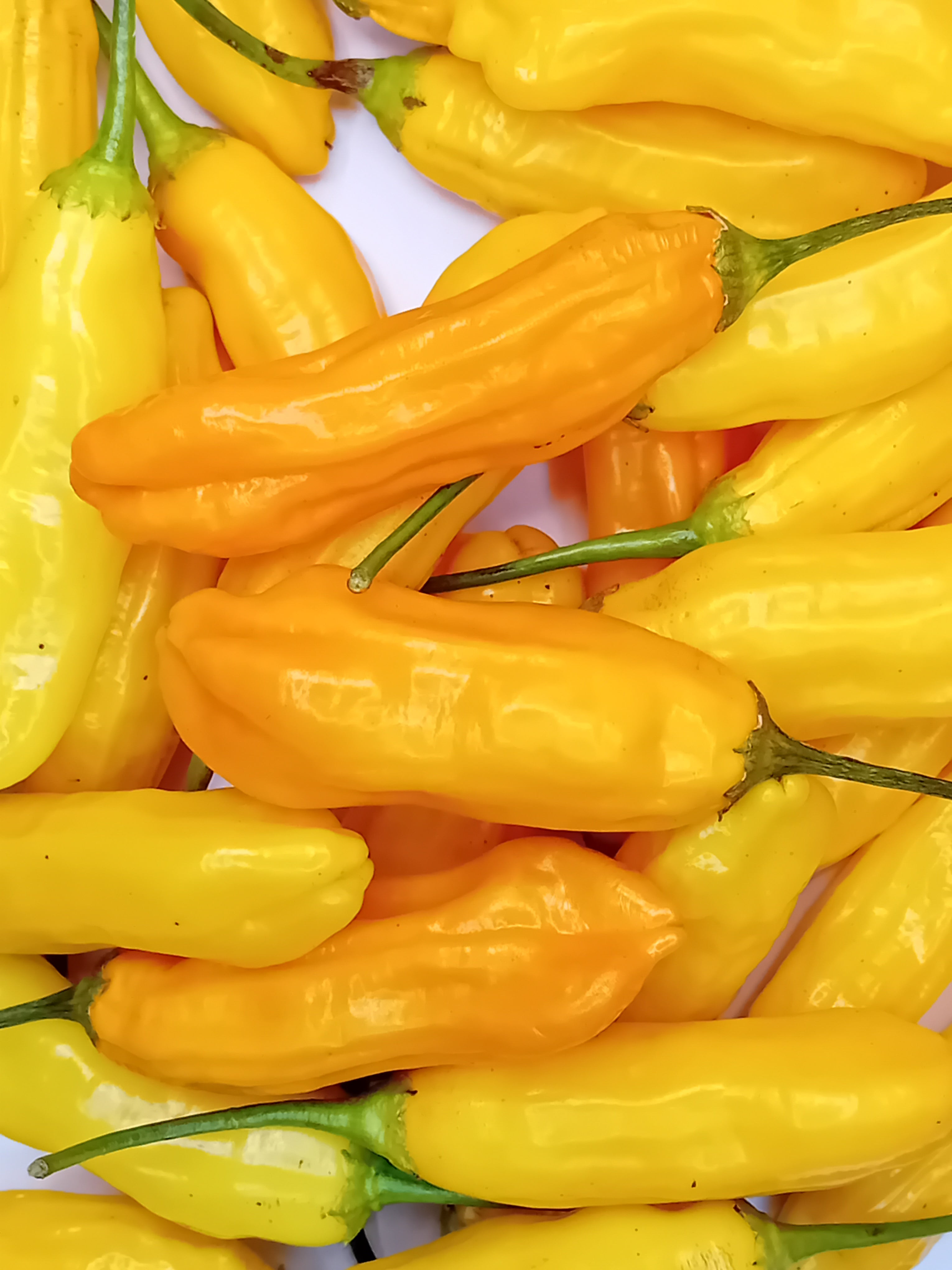 Răsad Ardei - Aji Crujiente Lido