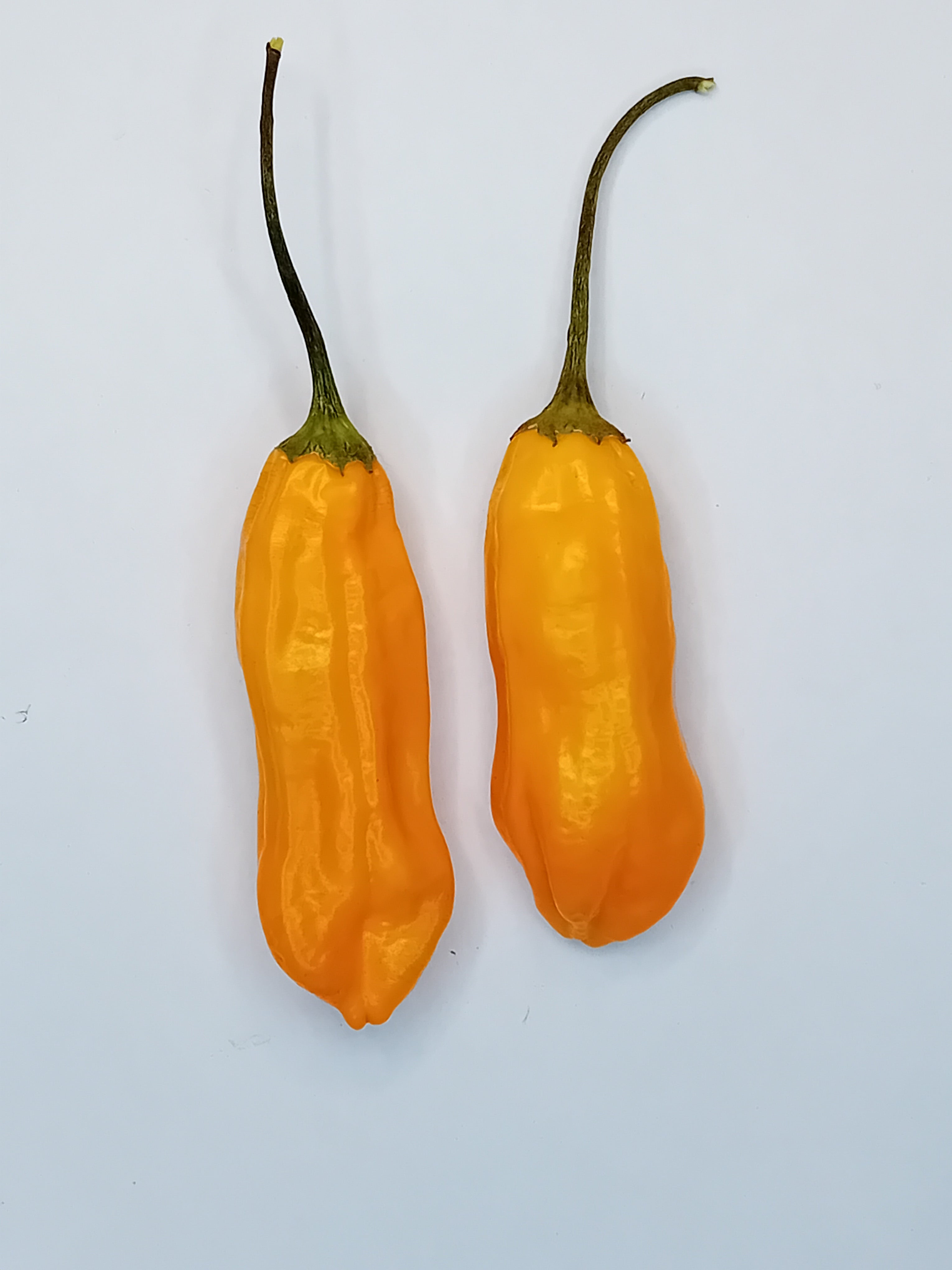 Răsad Ardei - Aji Crujiente Lido