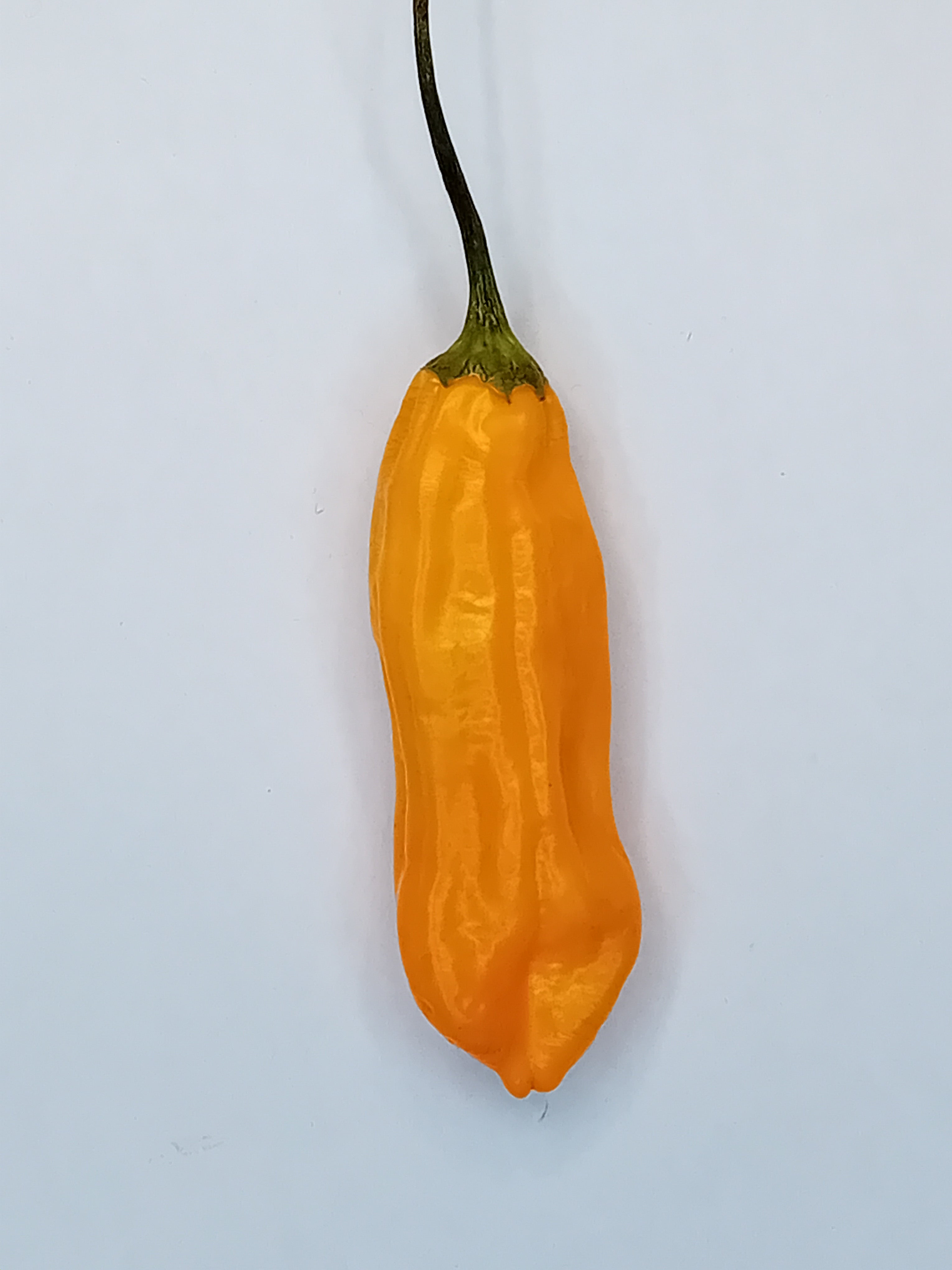 Răsad Ardei - Aji Crujiente Lido