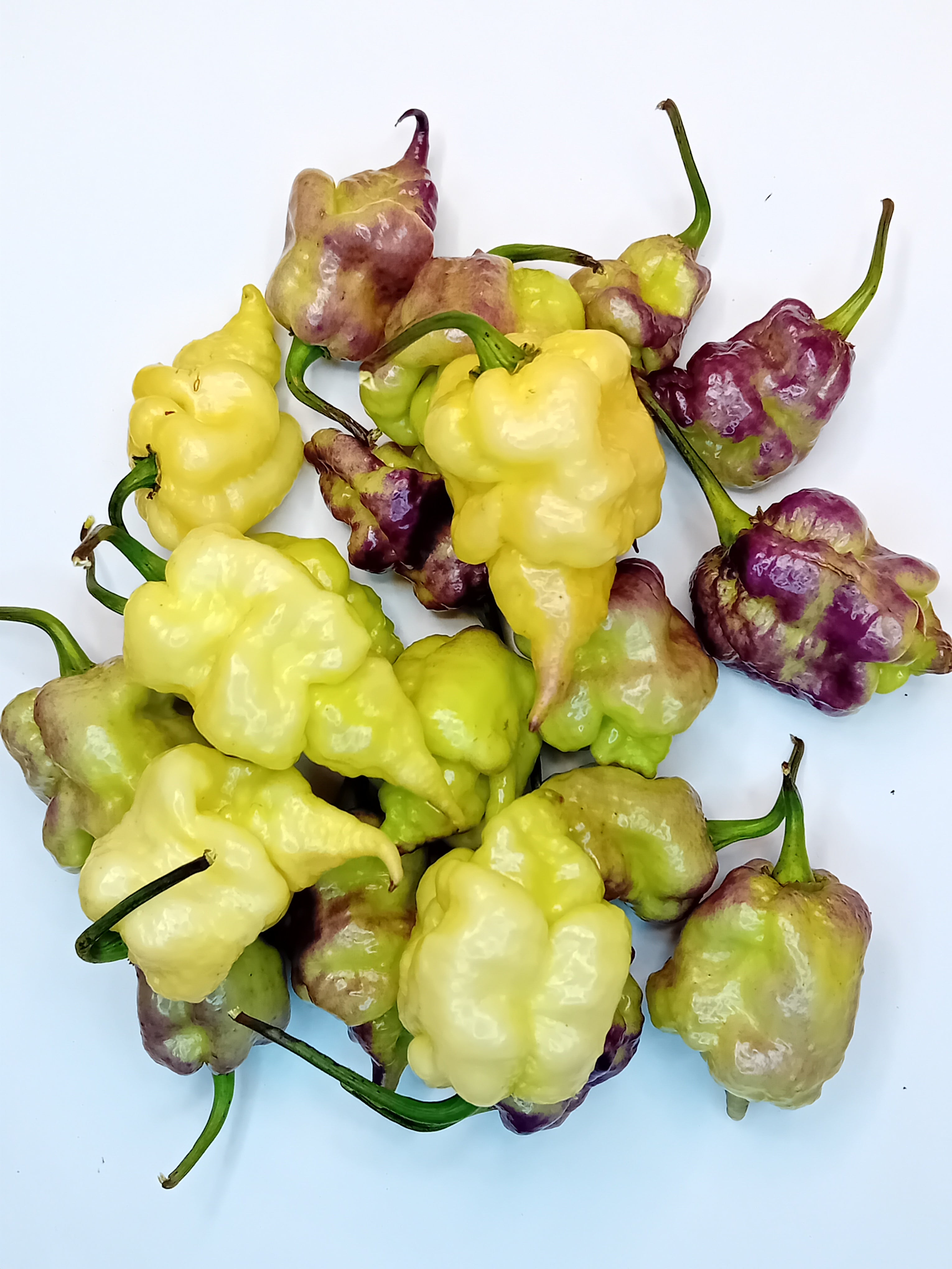 Seminţe Ardei - Jays X Pink X Lemon Reaper