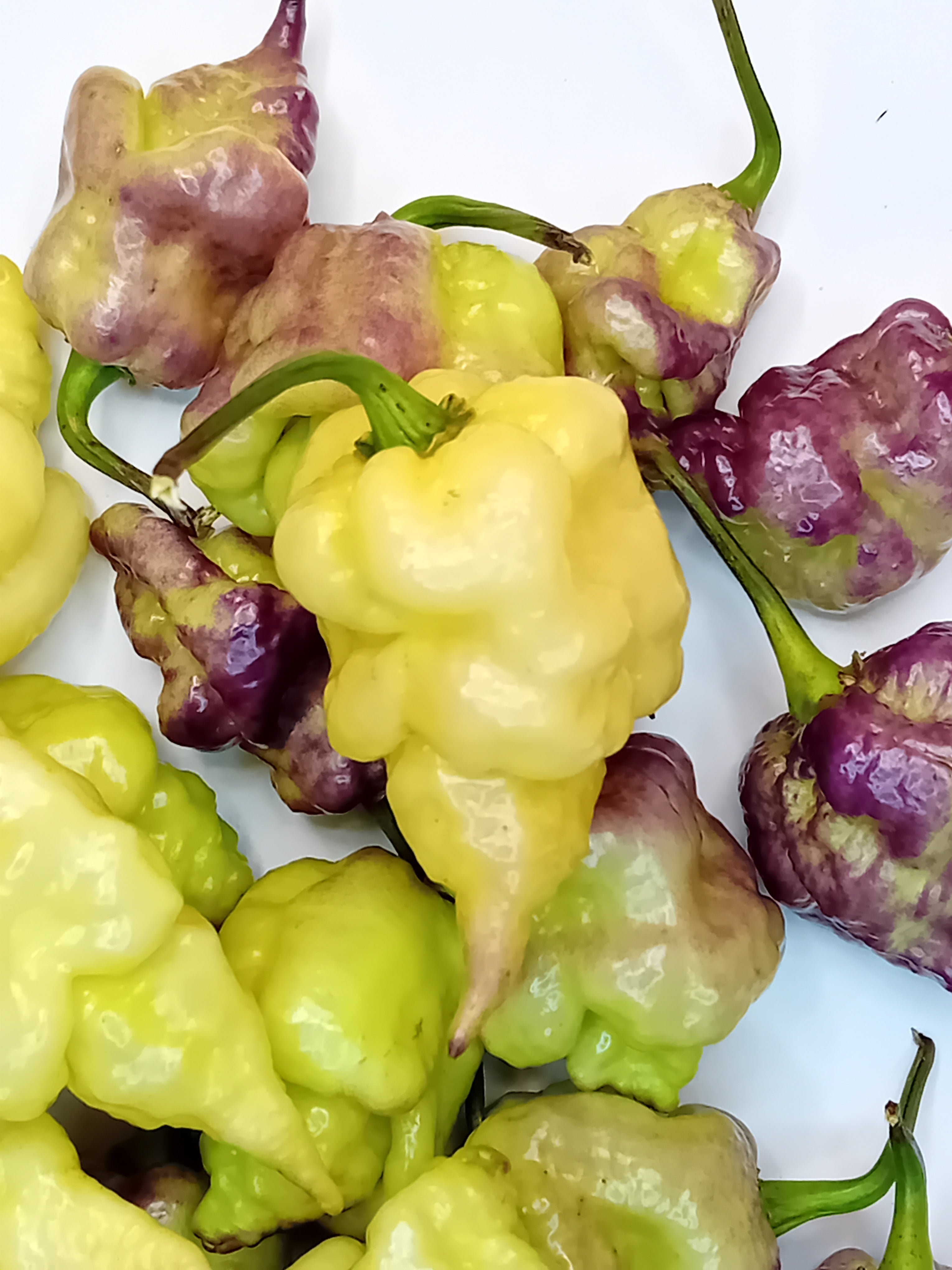 Seminţe Ardei - Jays X Pink X Lemon Reaper