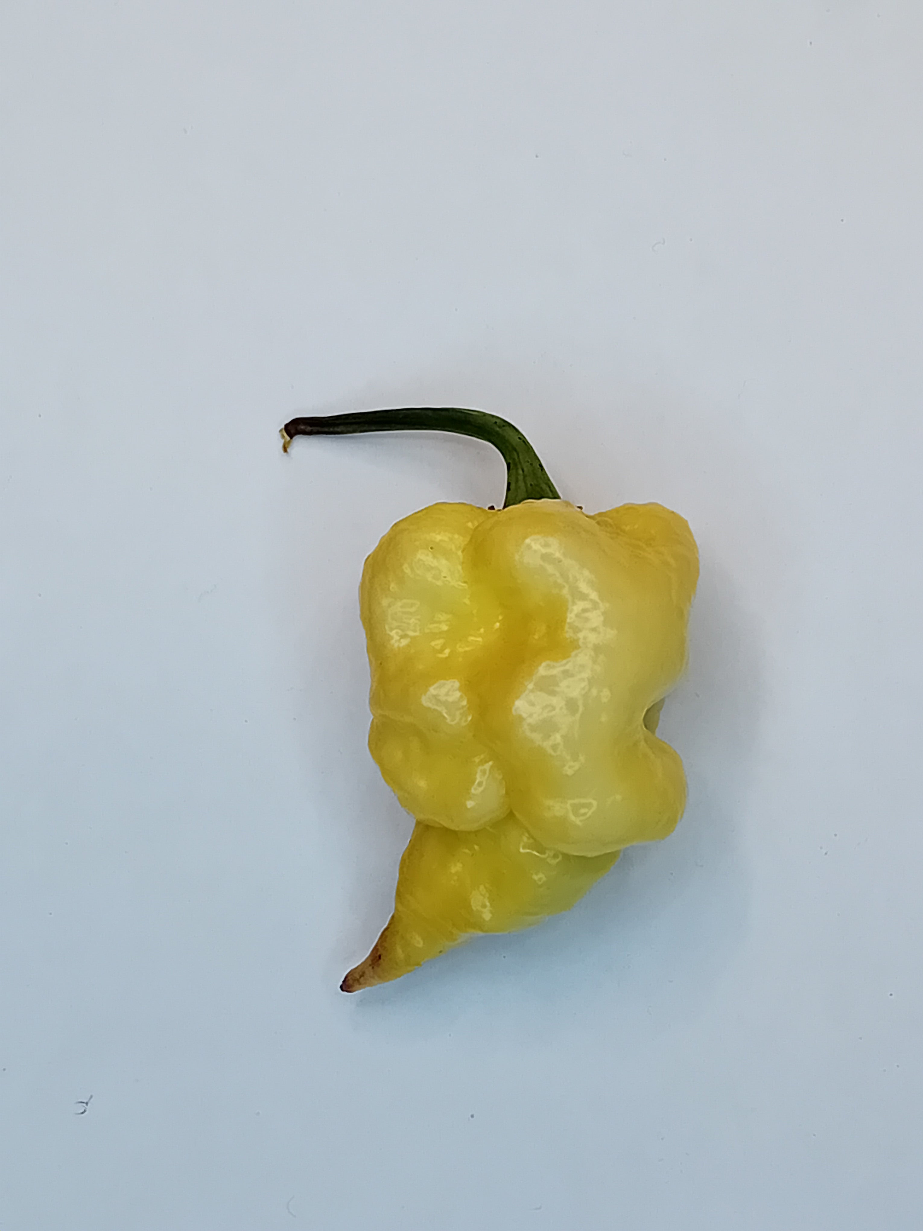 Seminţe Ardei - Jays X Pink X Lemon Reaper