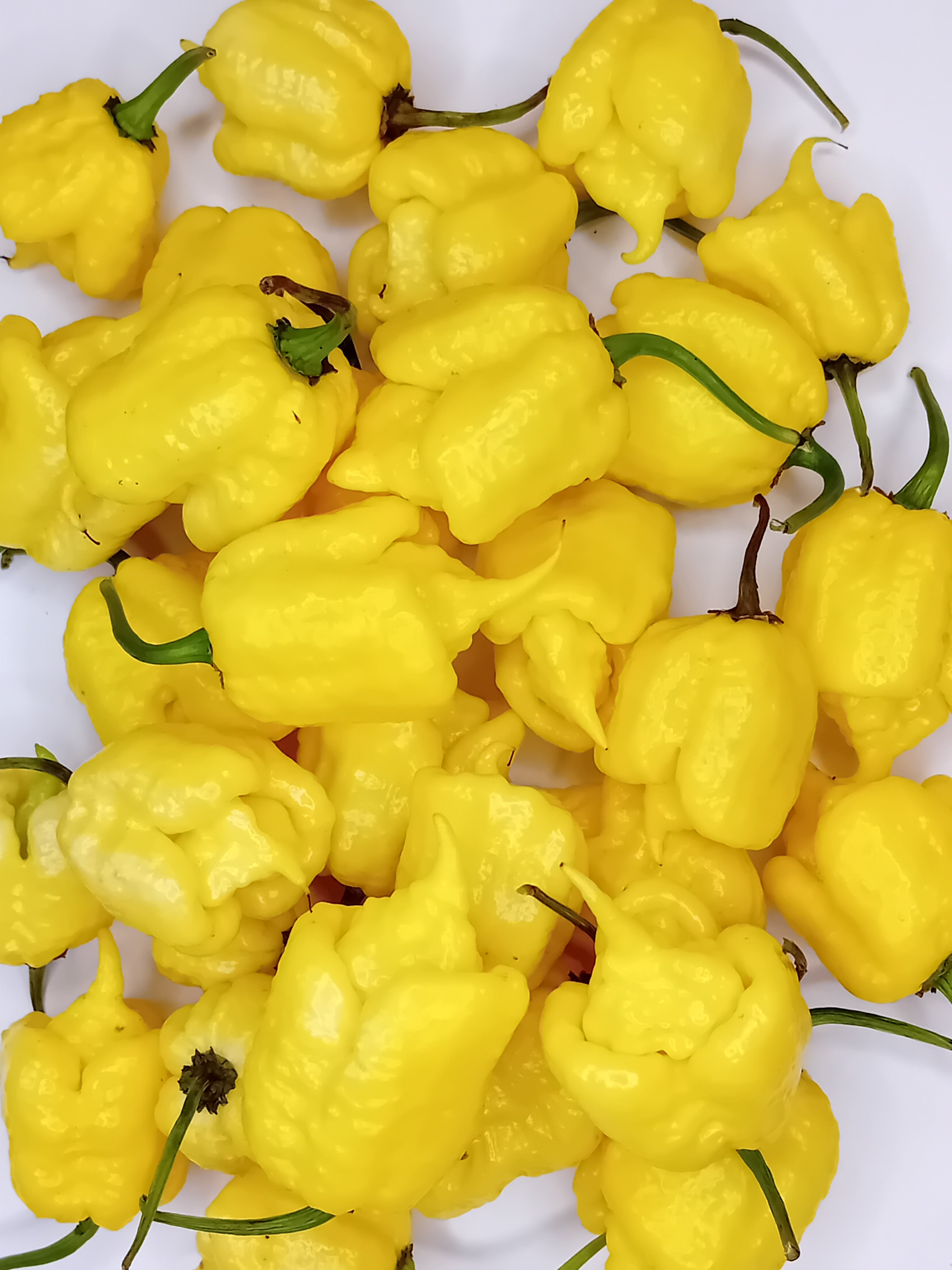 Răsad Ardei - Creamo (BOC X Primo)