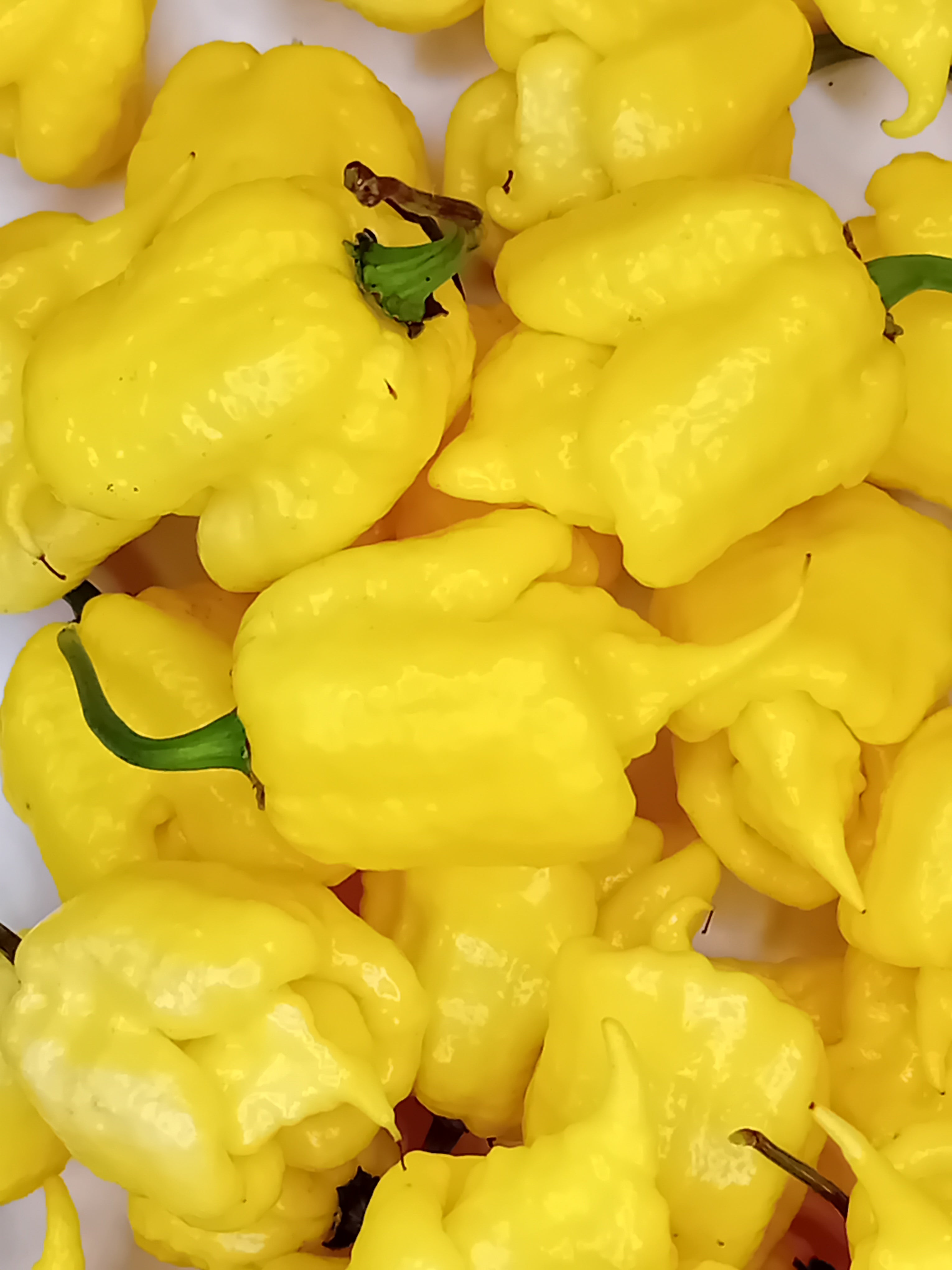 Răsad Ardei - Creamo (BOC X Primo)