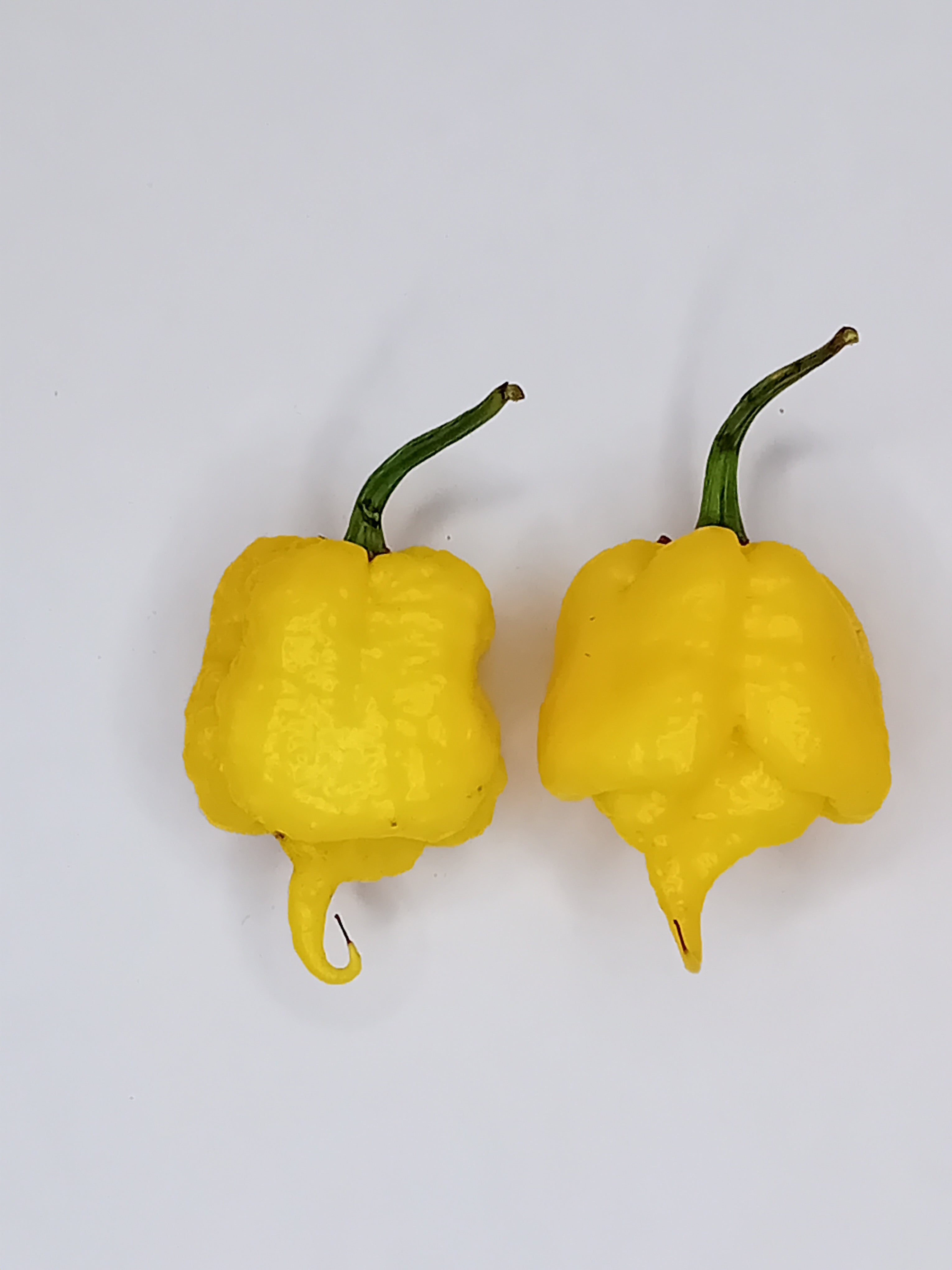 Răsad Ardei - Creamo (BOC X Primo)