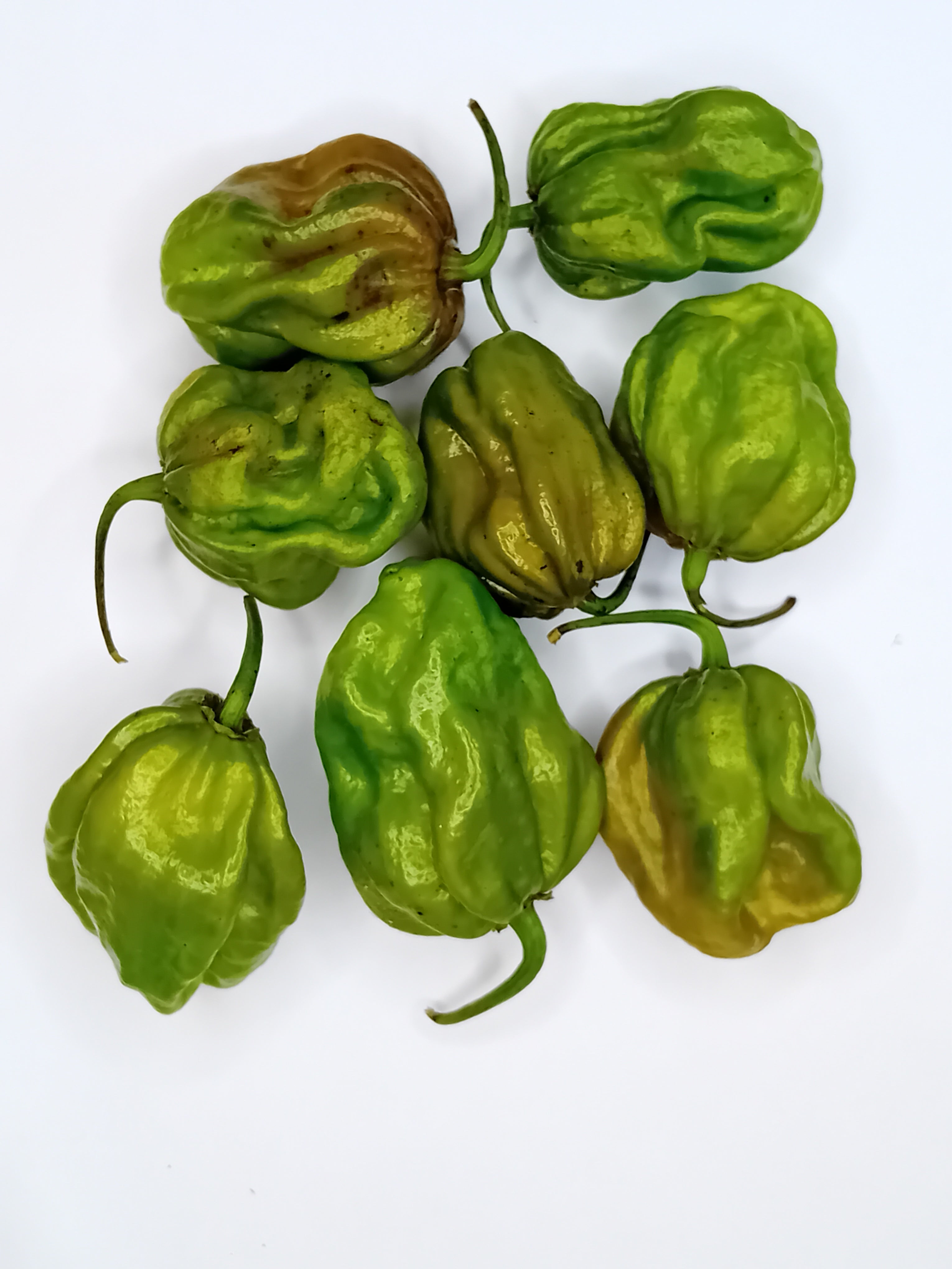 Răsad Ardei - 7 Pot Evergreen