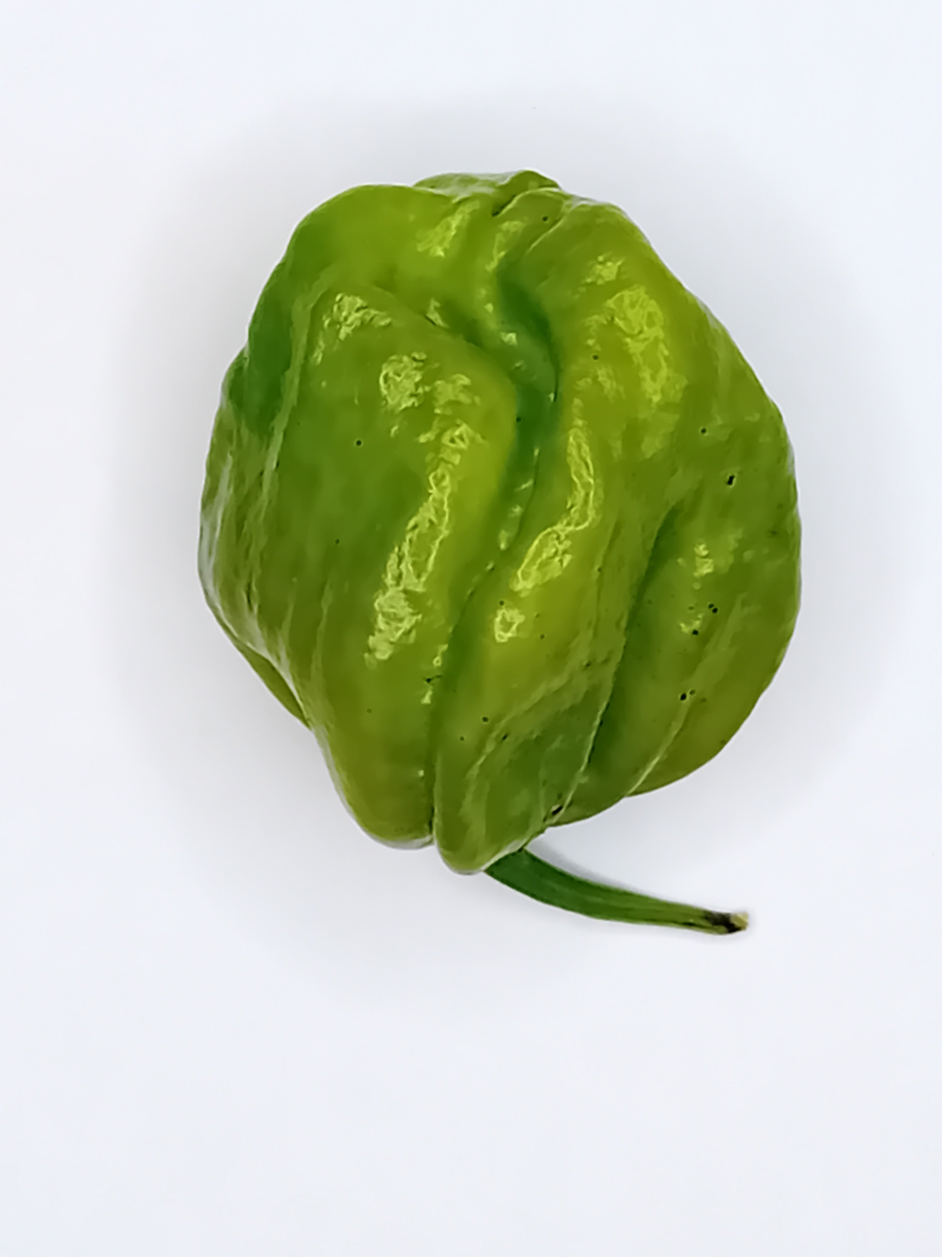 Răsad Ardei - 7 Pot Evergreen