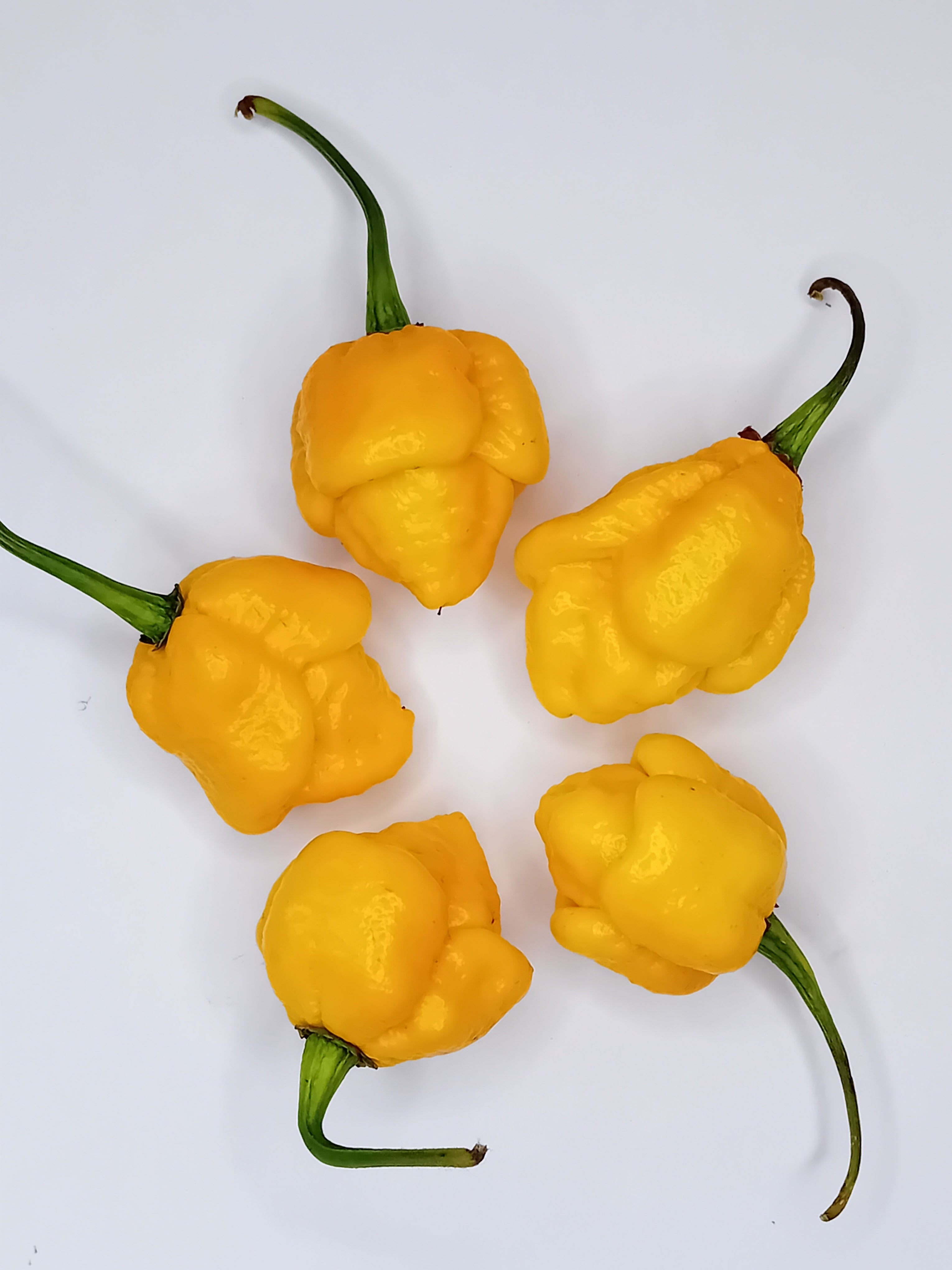 Răsad Ardei - 7 Pot Yellow