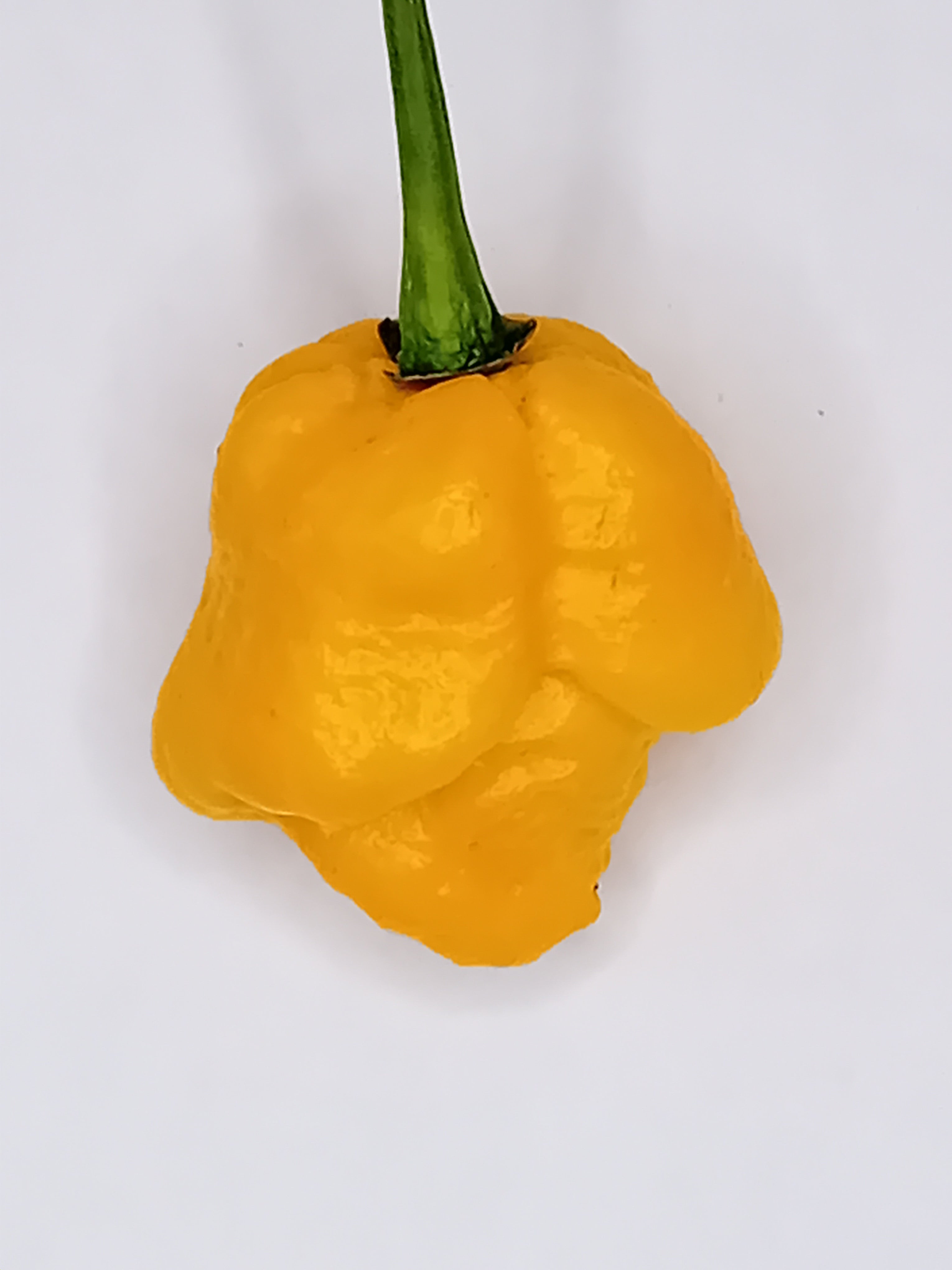 Răsad Ardei - 7 Pot Yellow