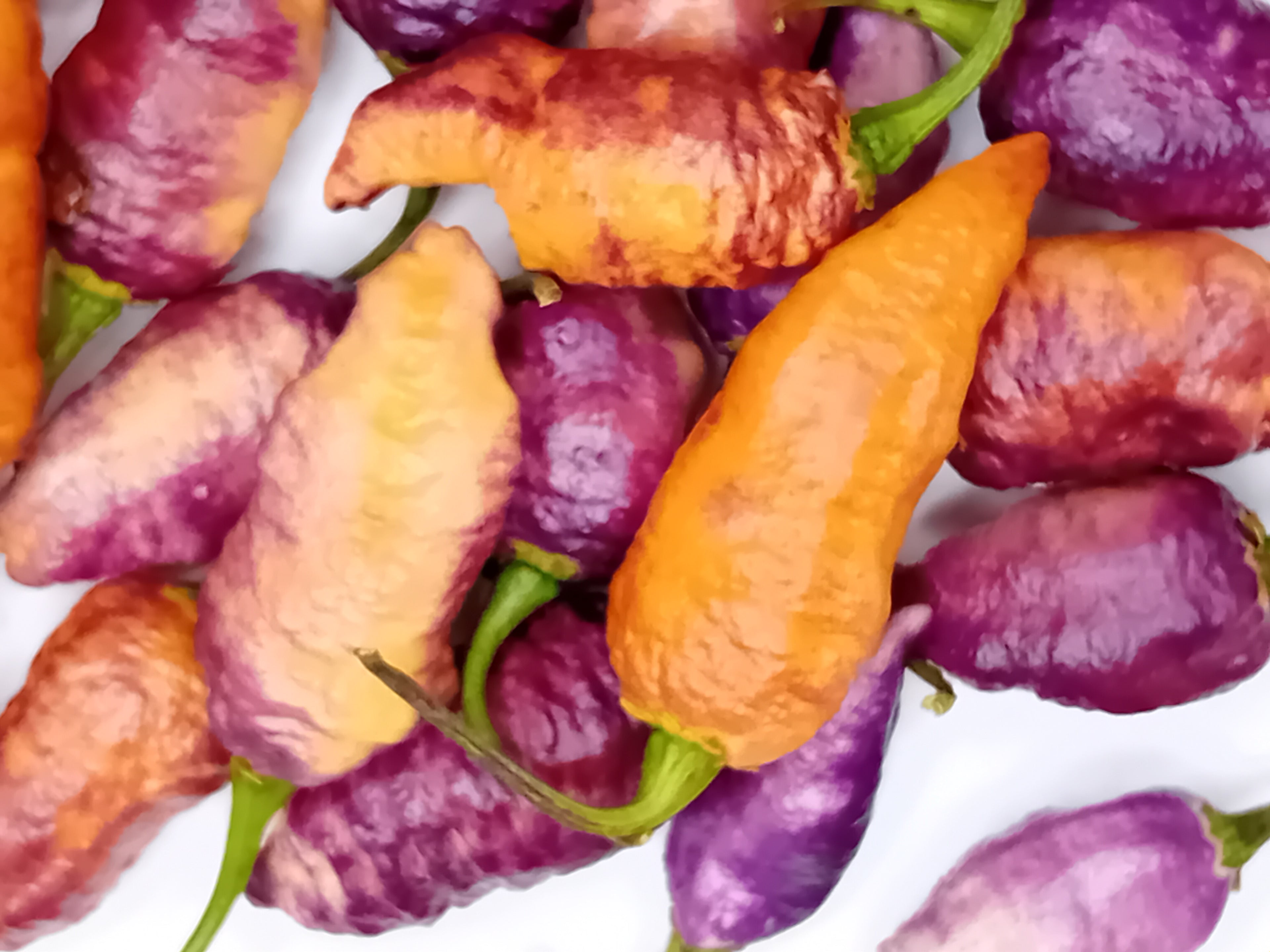 Seminţe Ardei - Incendiary Sunset