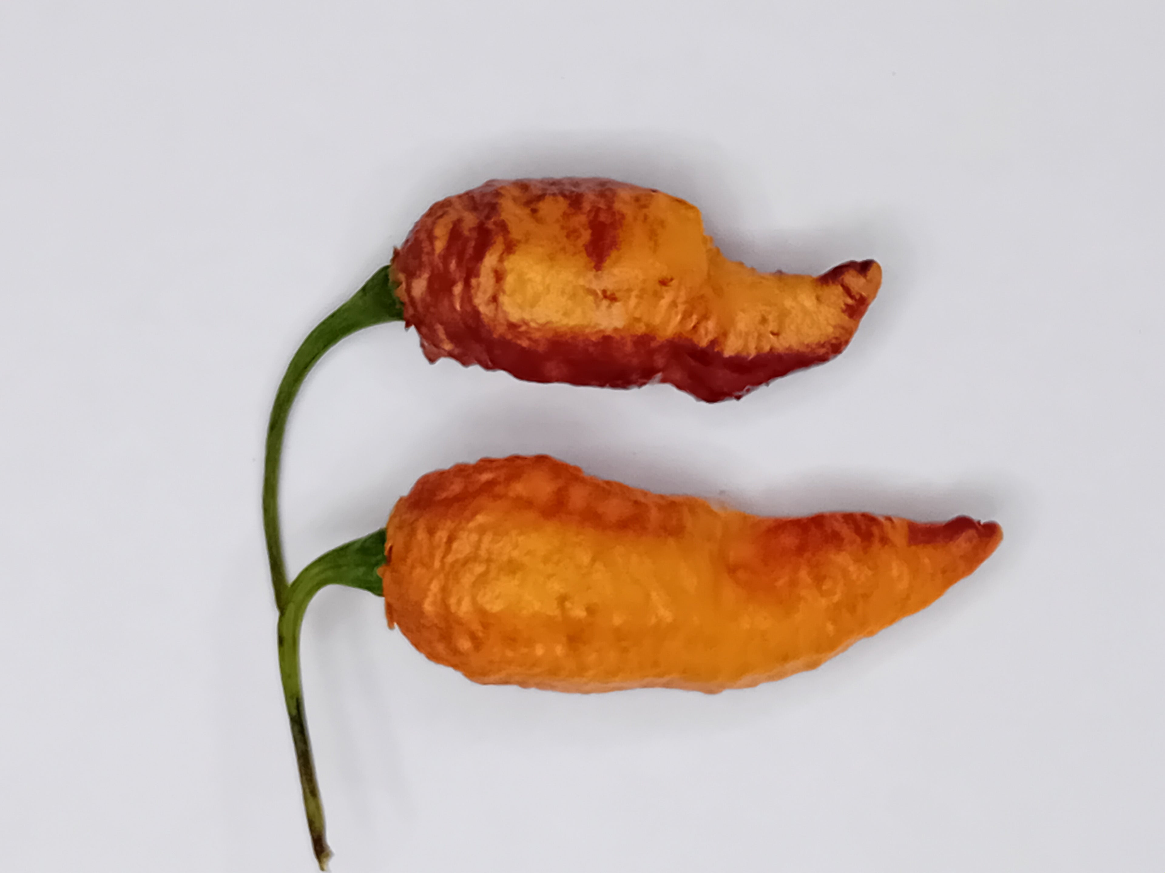 Seminţe Ardei - Incendiary Sunset