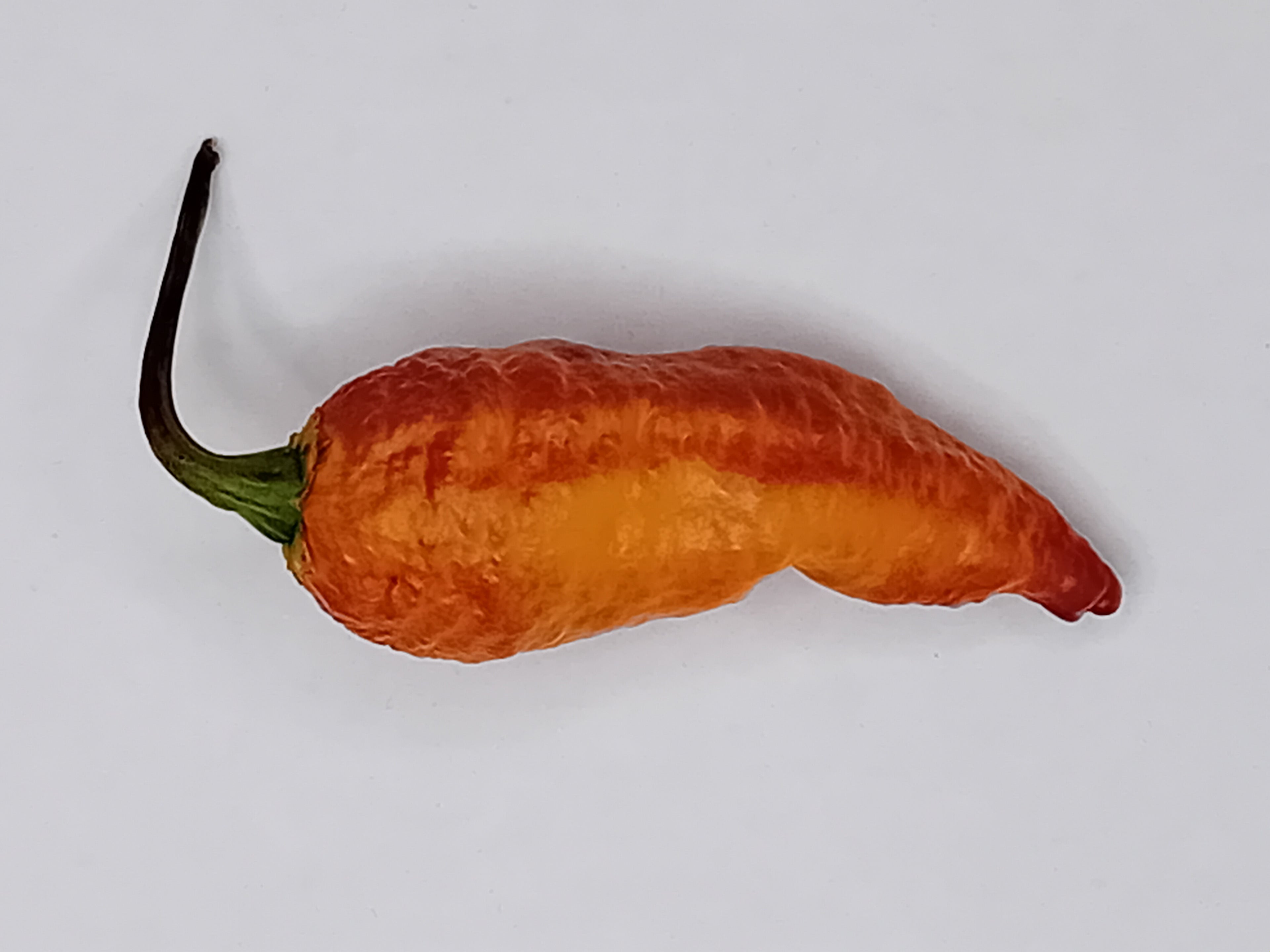 Seminţe Ardei - Incendiary Sunset