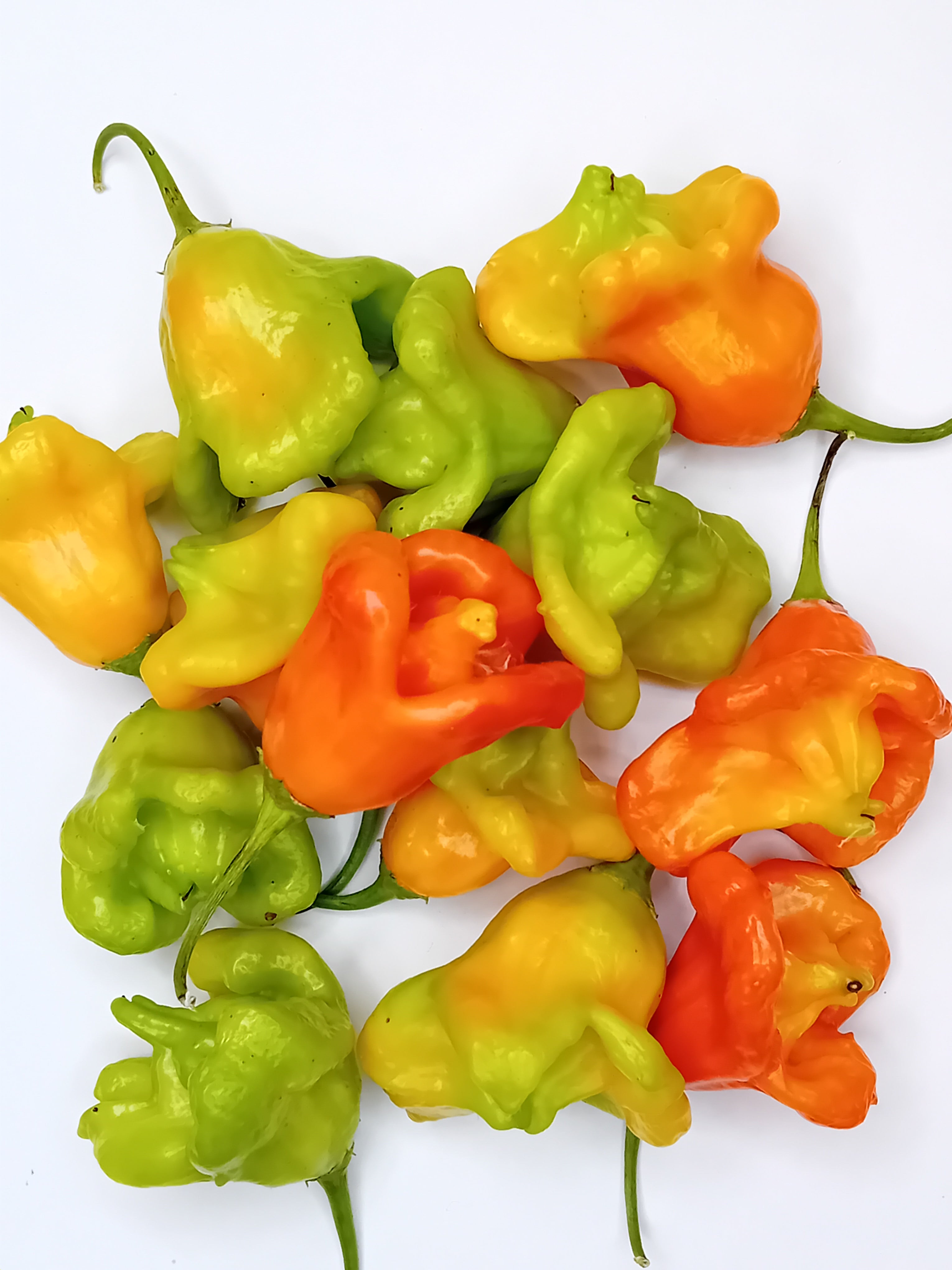 Răsad Ardei - Aji Cereo