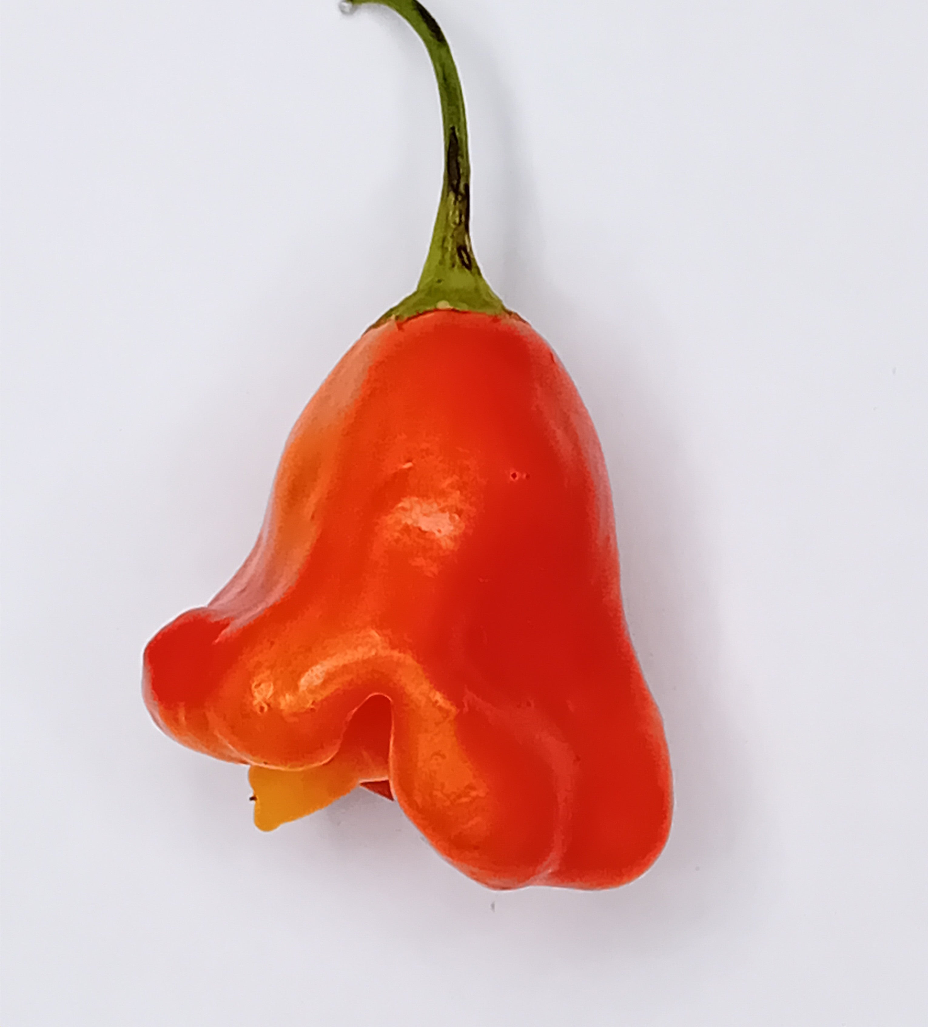 Răsad Ardei - Aji Cereo