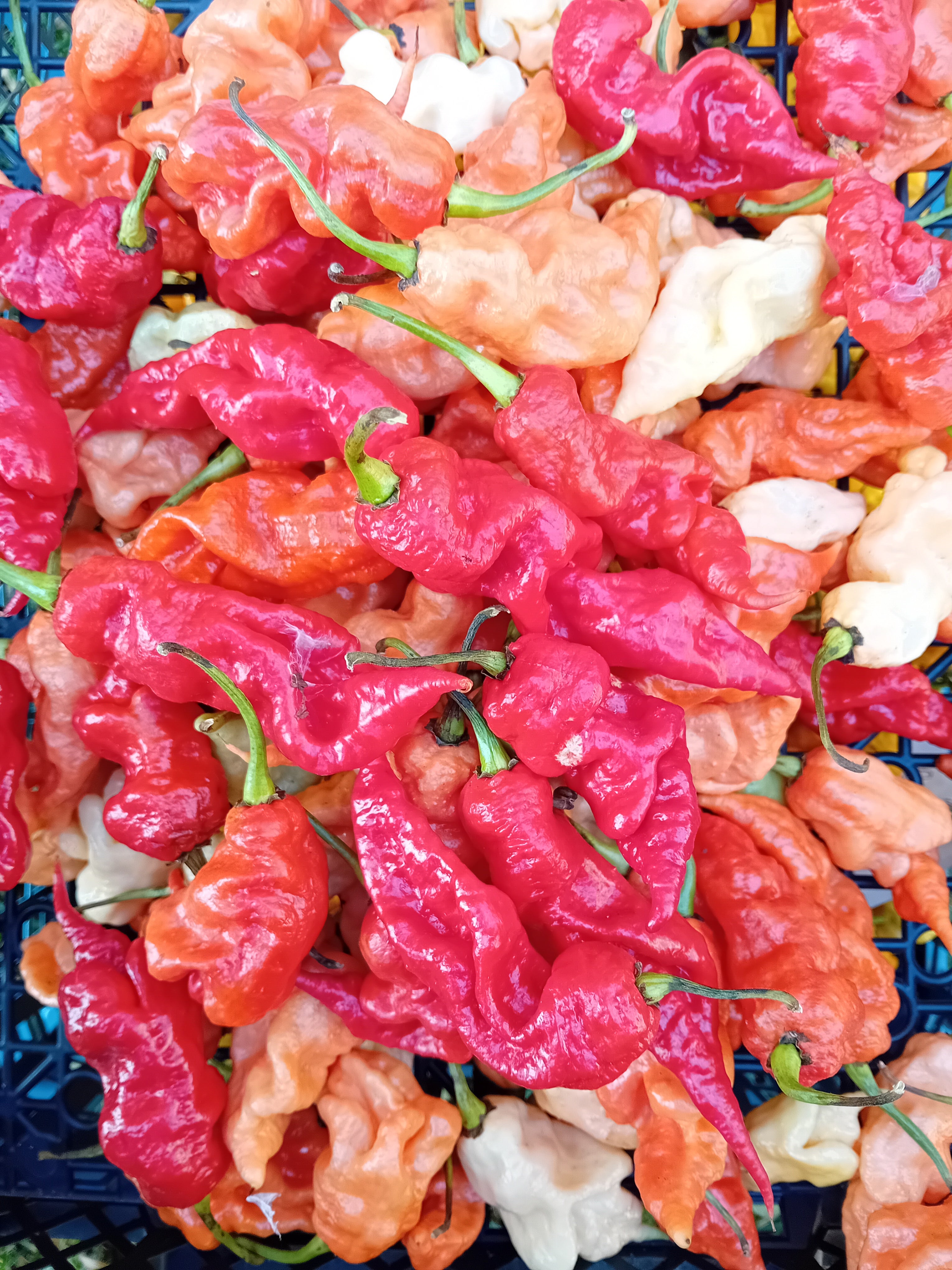 Seminţe Ardei - T-Rex Red