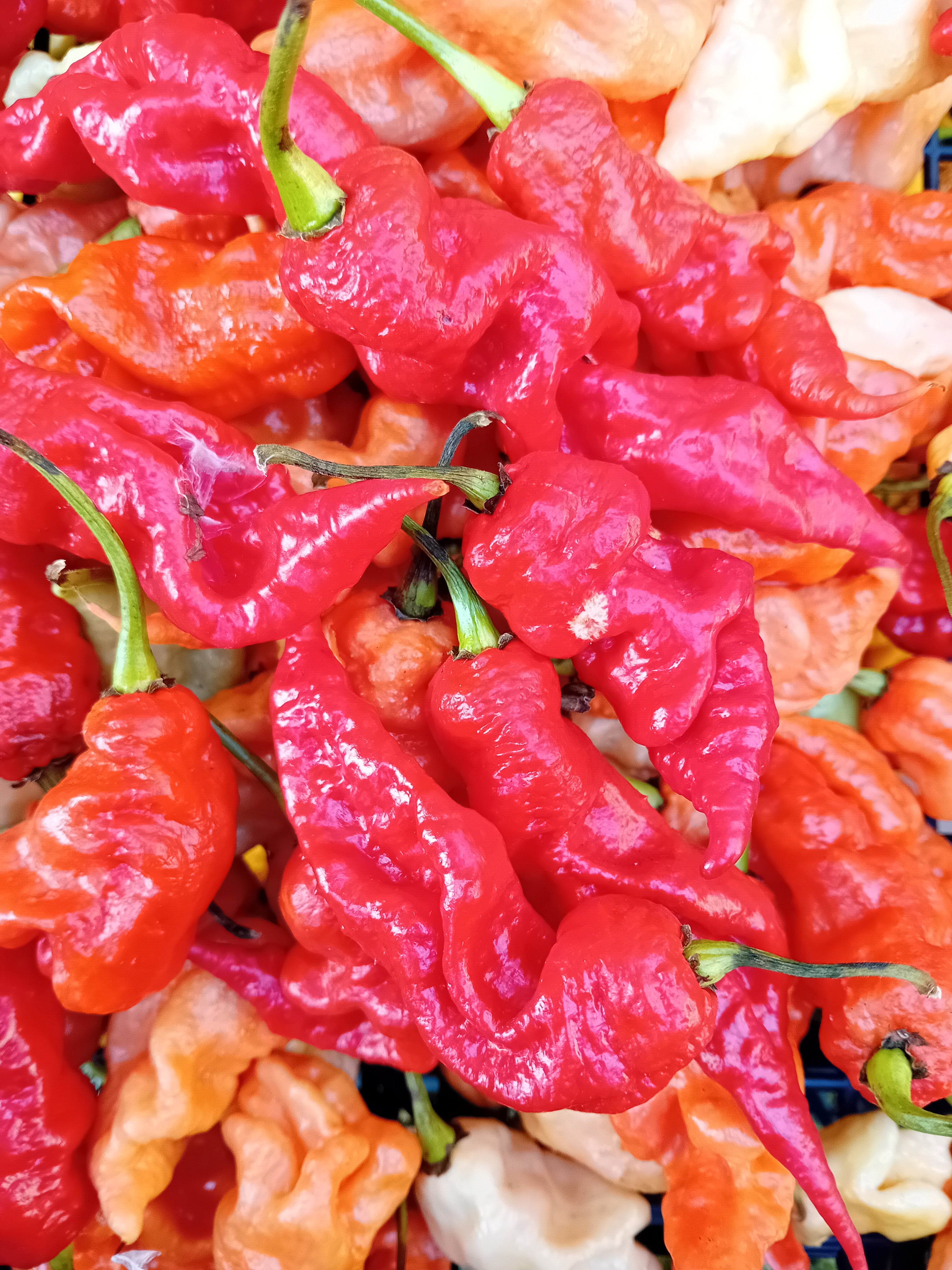 Seminţe Ardei - T-Rex Red