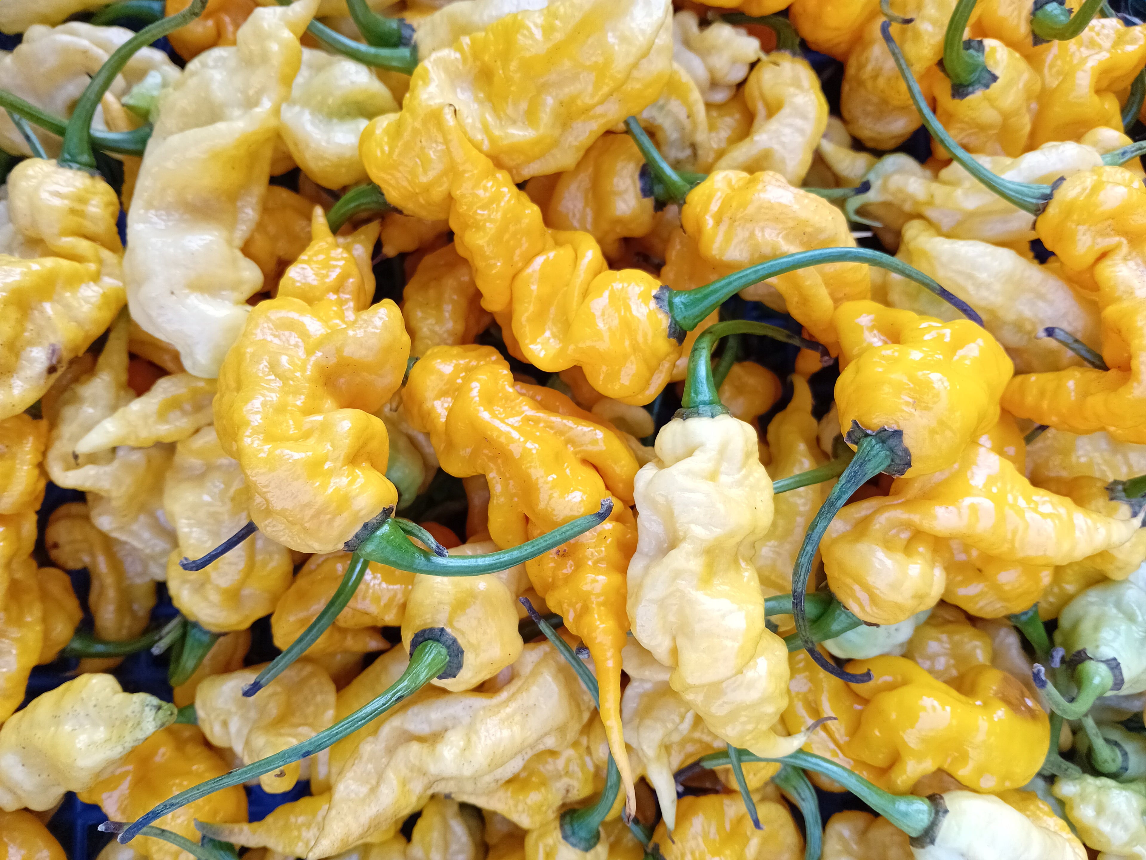 Seminţe Ardei - T-REX Yellow