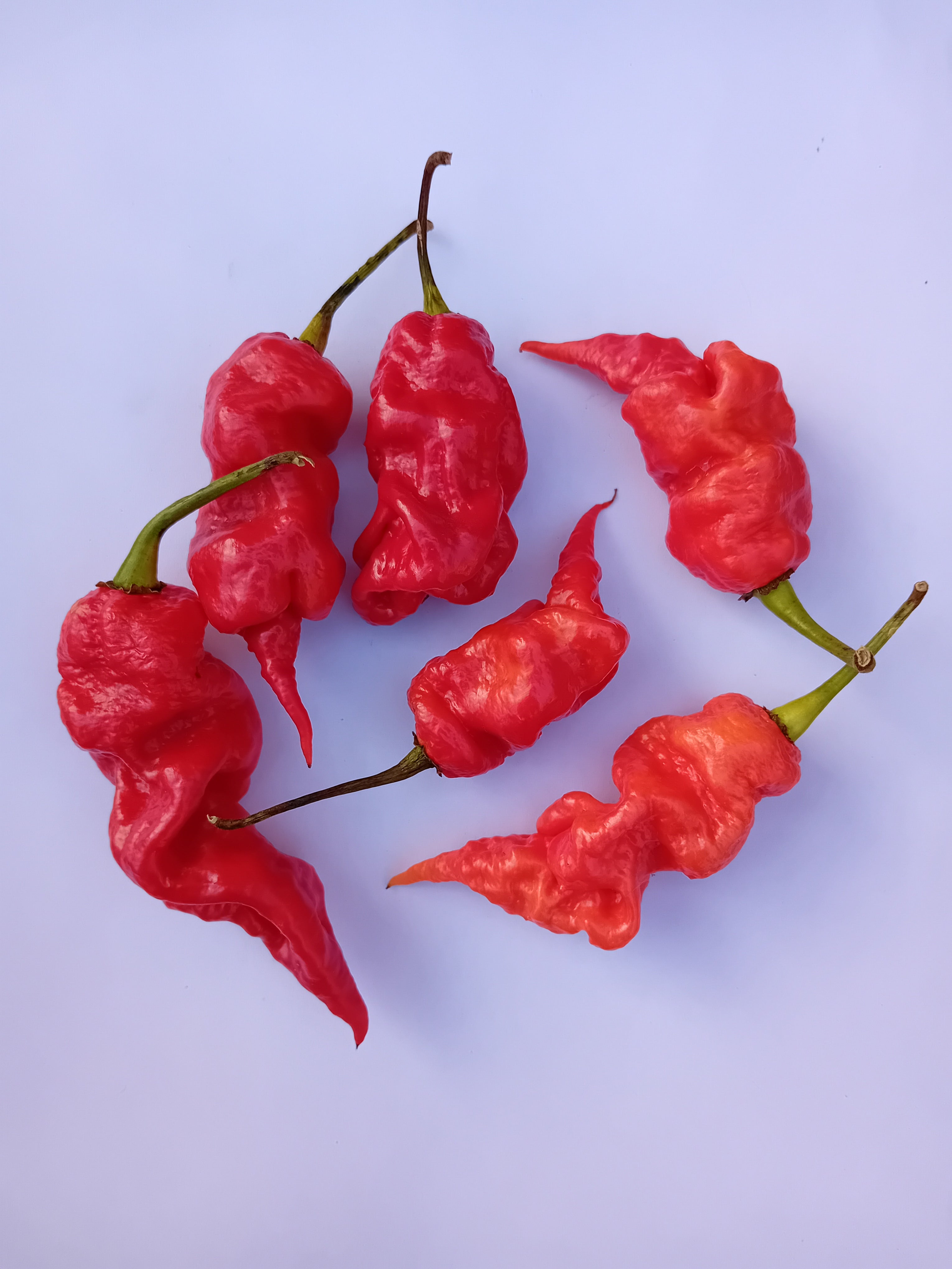 Seminţe Ardei - Primortalii Red