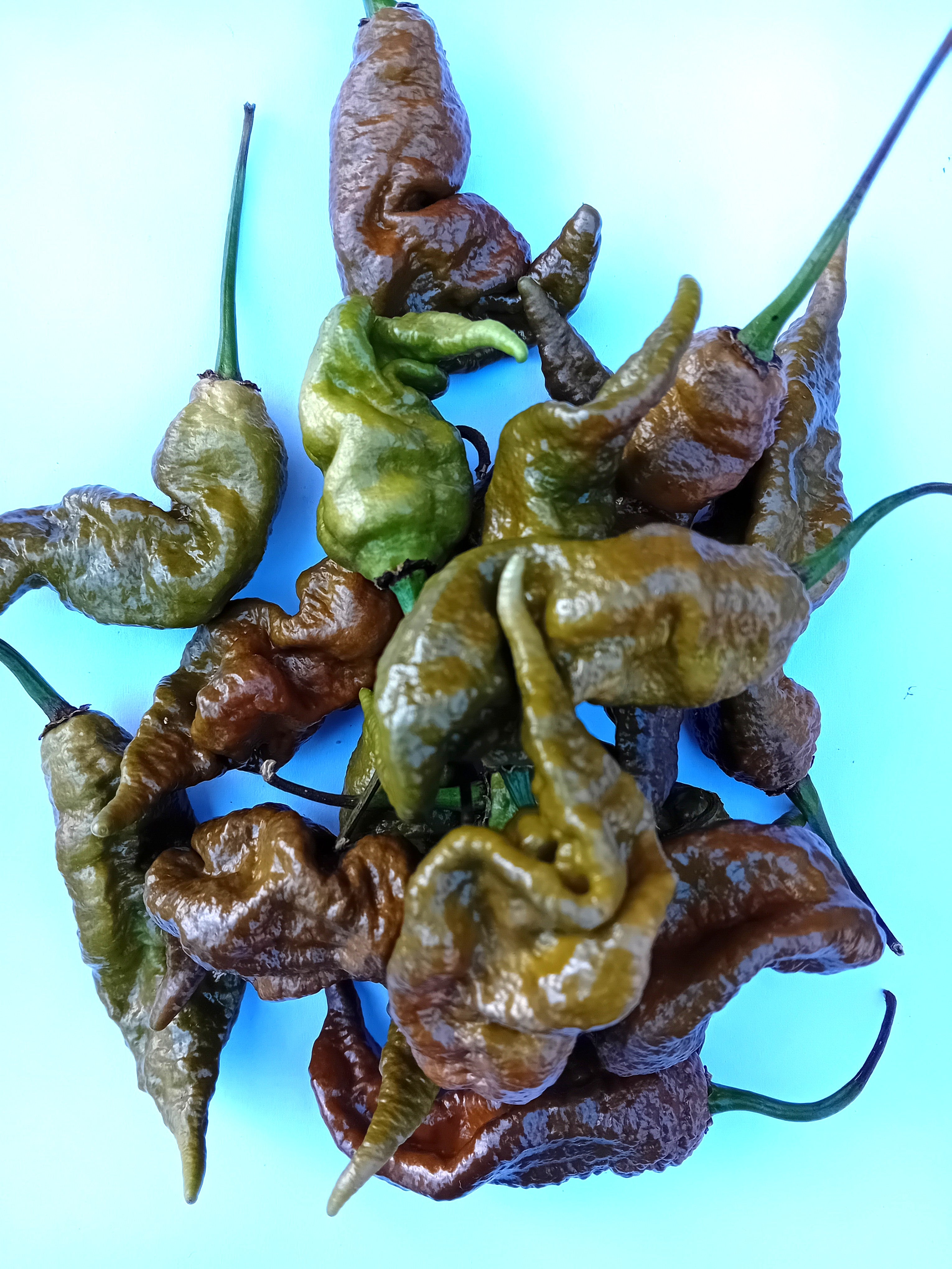 Seminţe Ardei - Primortalii Mustard