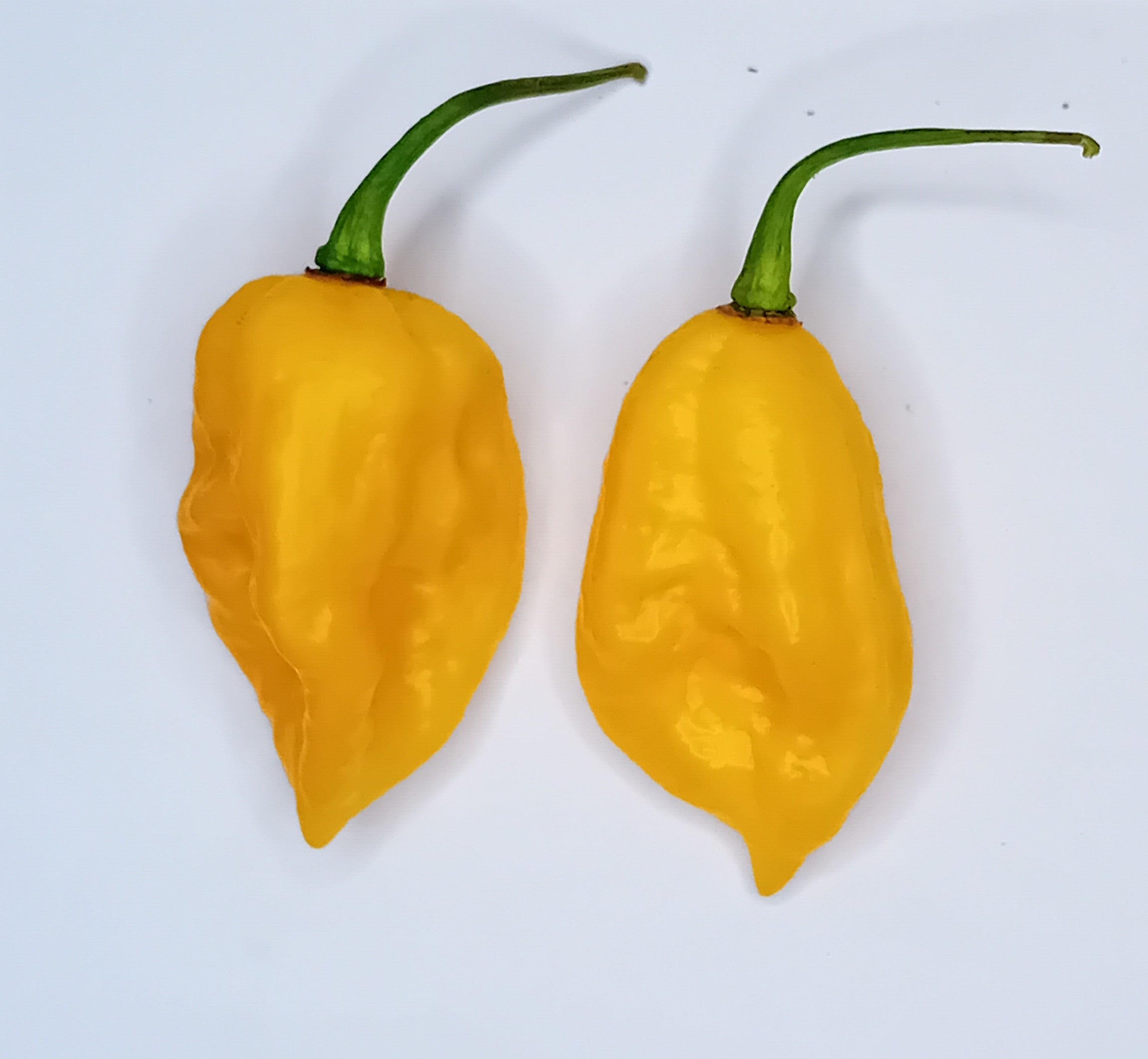 Pepper Seedling - Fatalii Gourmet Jigsaw Yellow